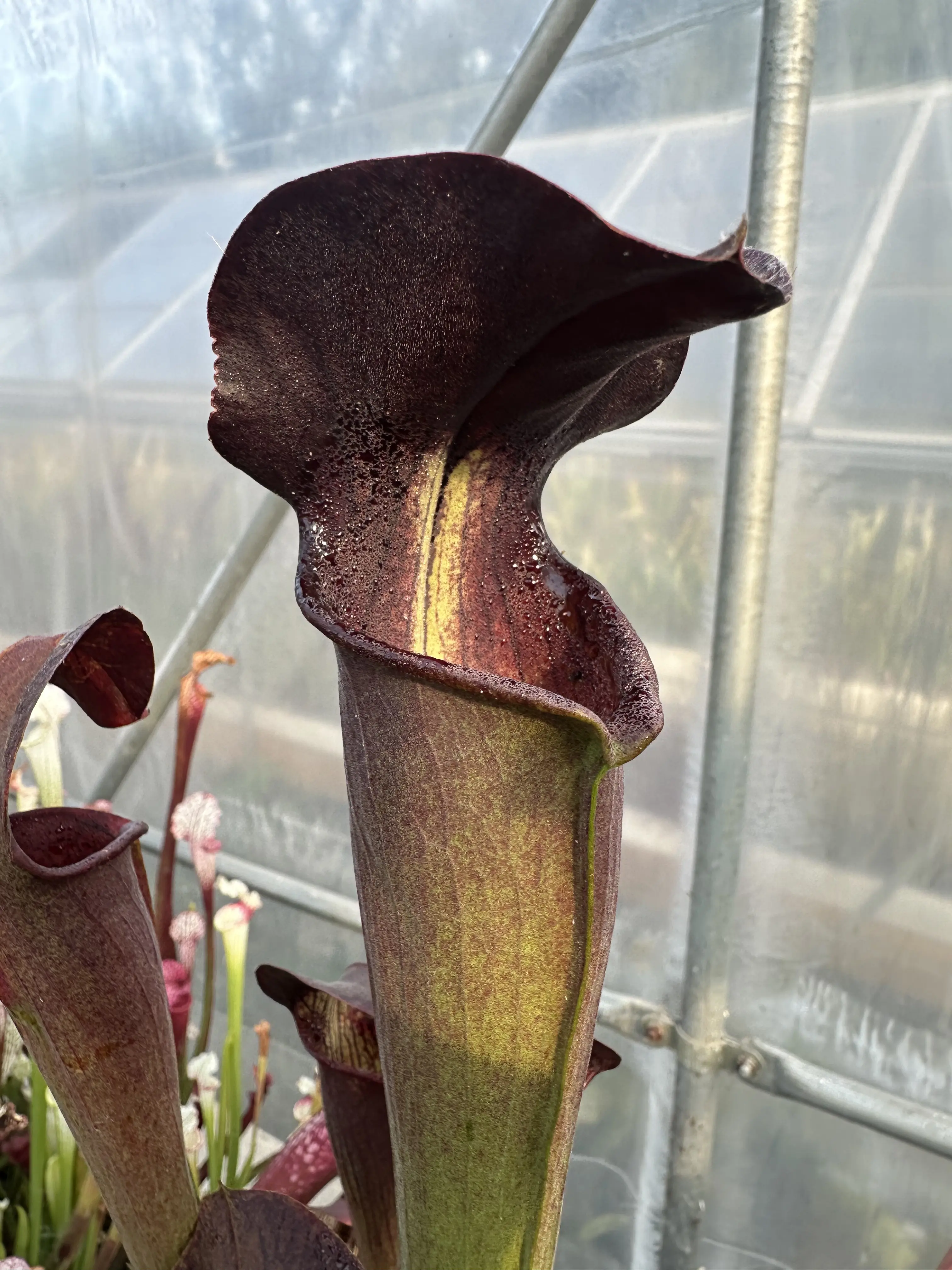 Sarracenia alata var. nigropurpurea, black tube, sel. CK 1