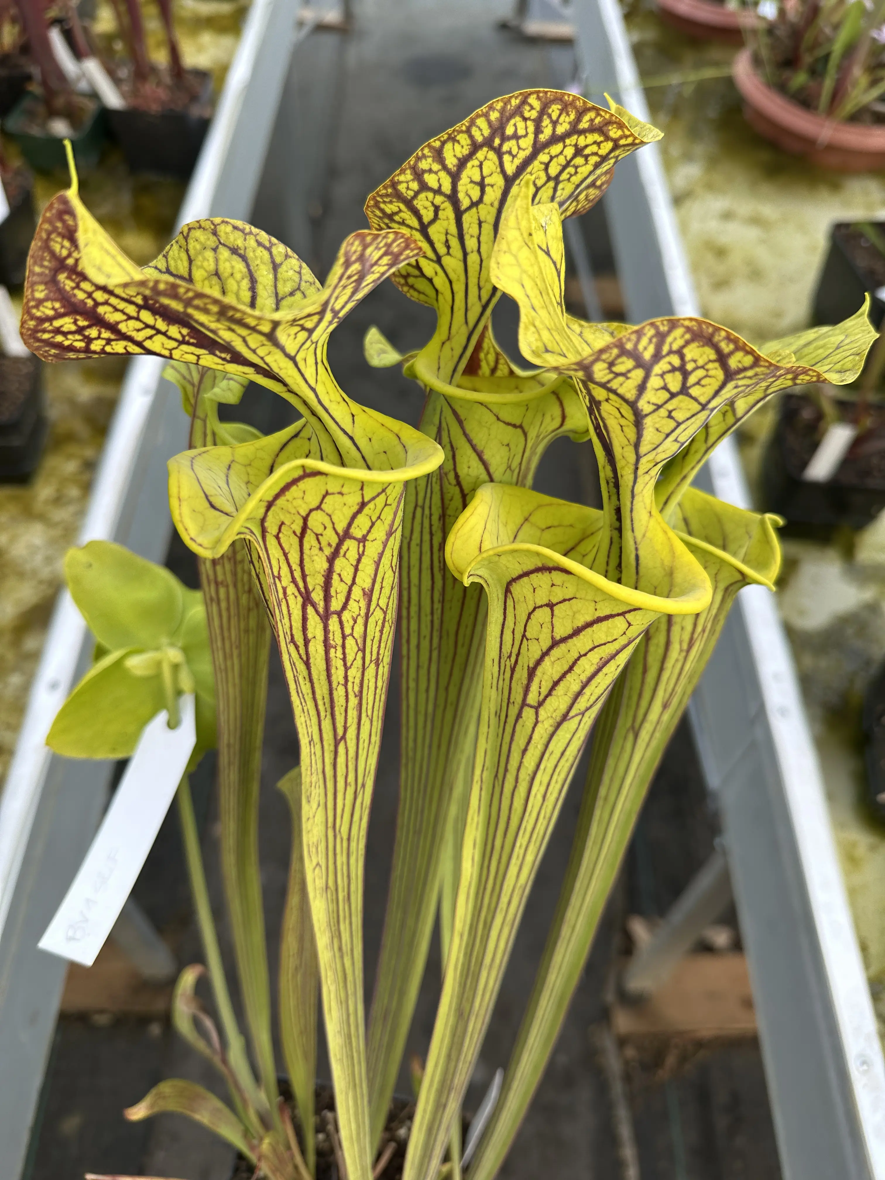 Sarracenia flava var. ornata "Black Veins DC" 
