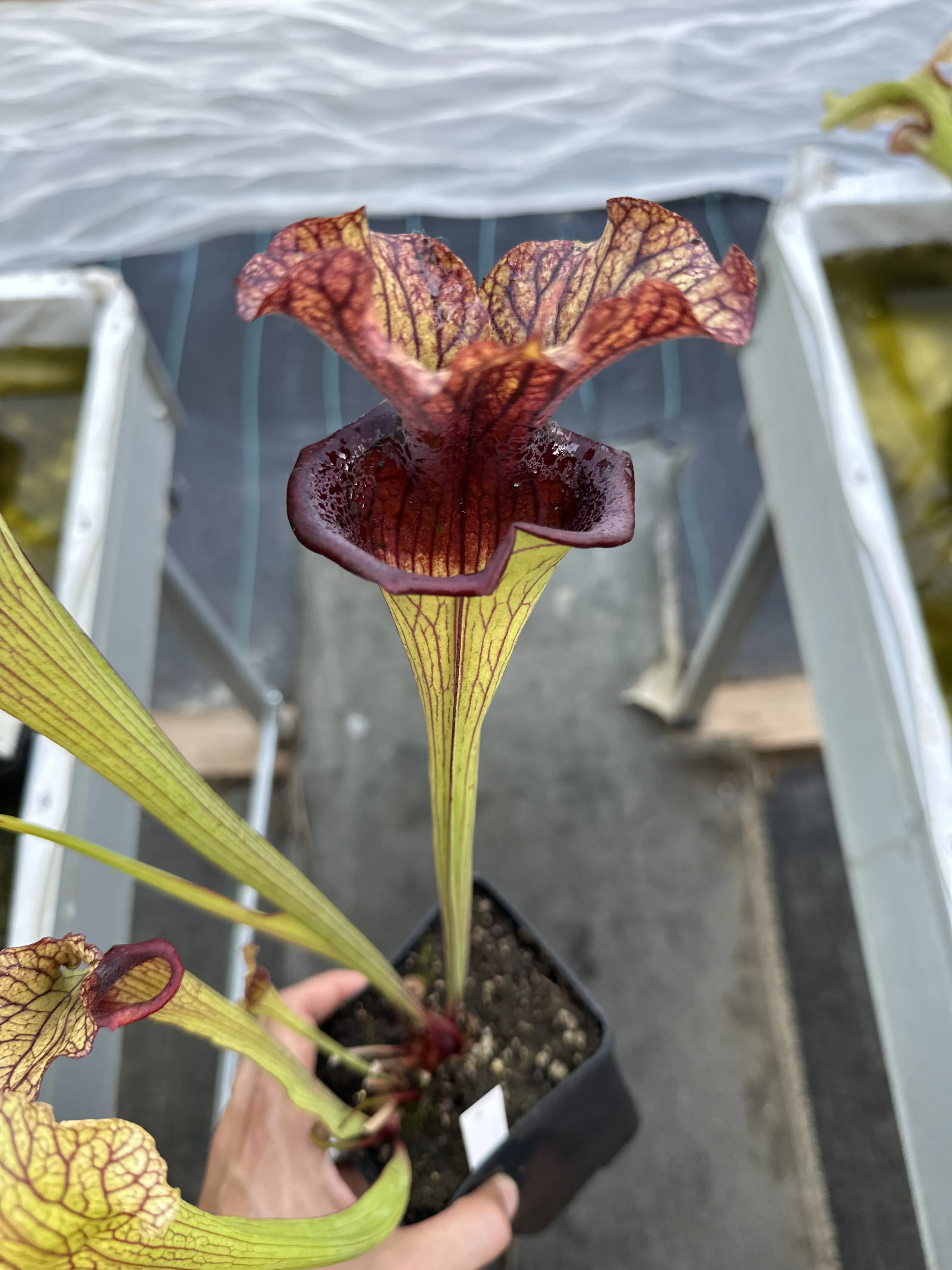 Sarracenia x 'Defiance'