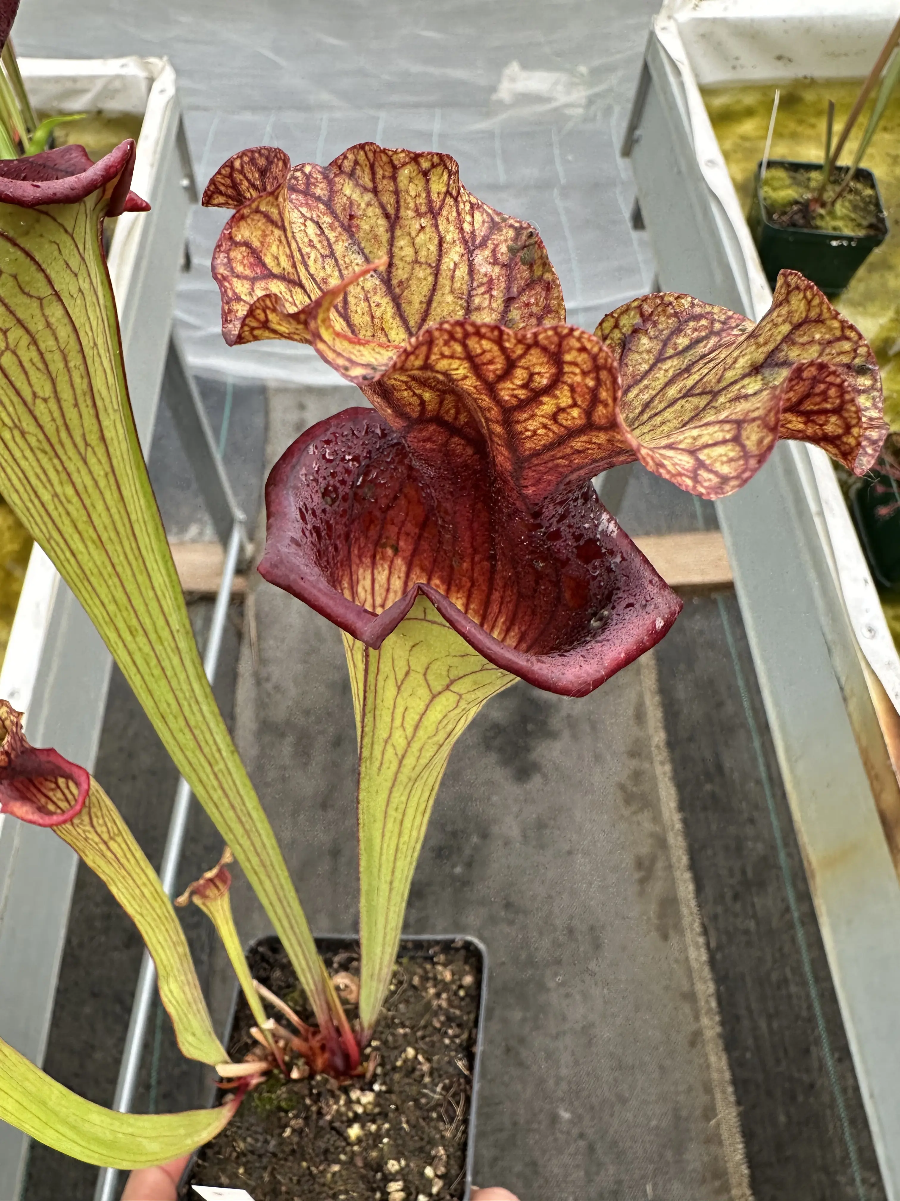 Sarracenia x 'Defiance'