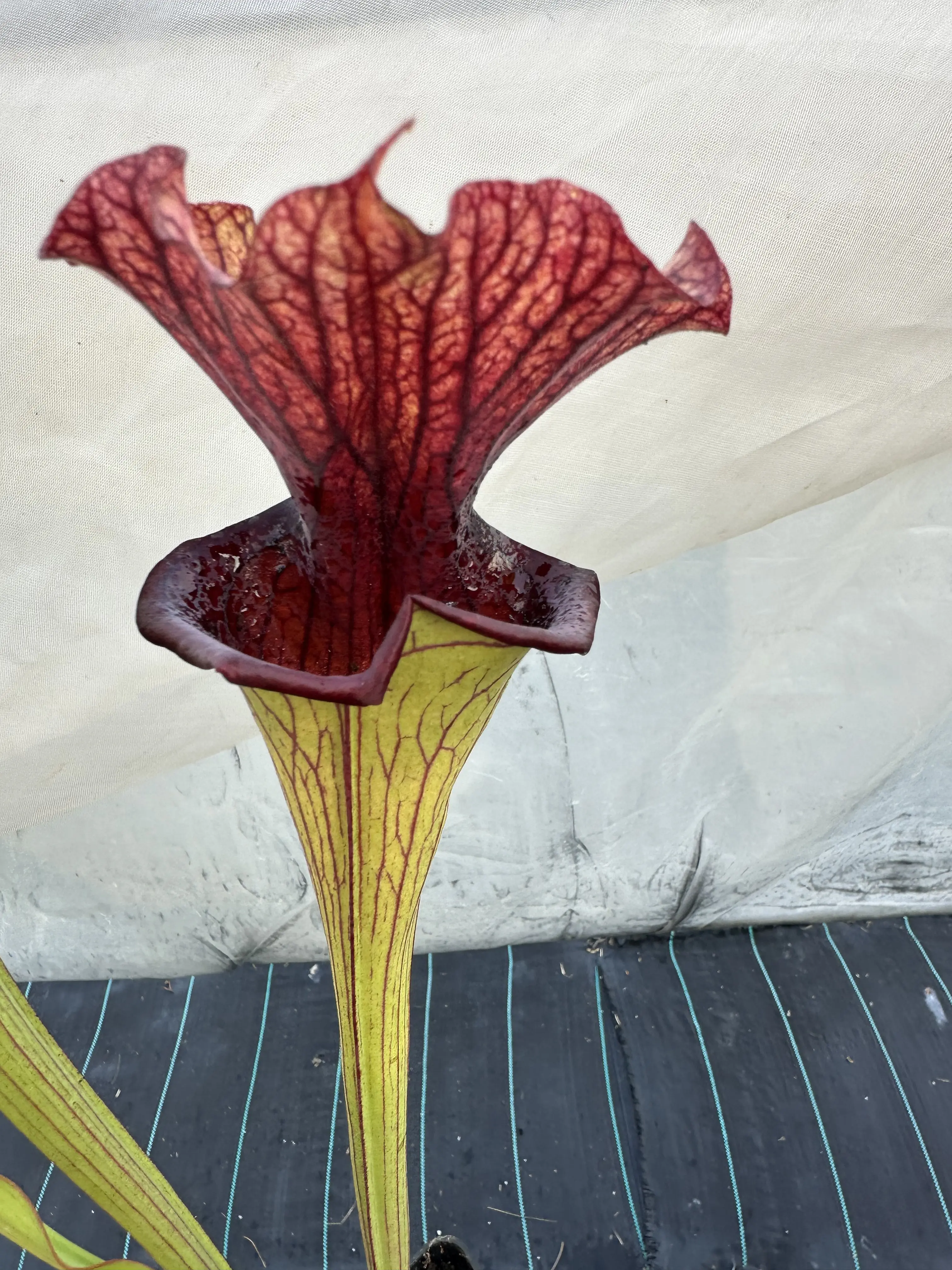 Sarracenia x 'Defiance'