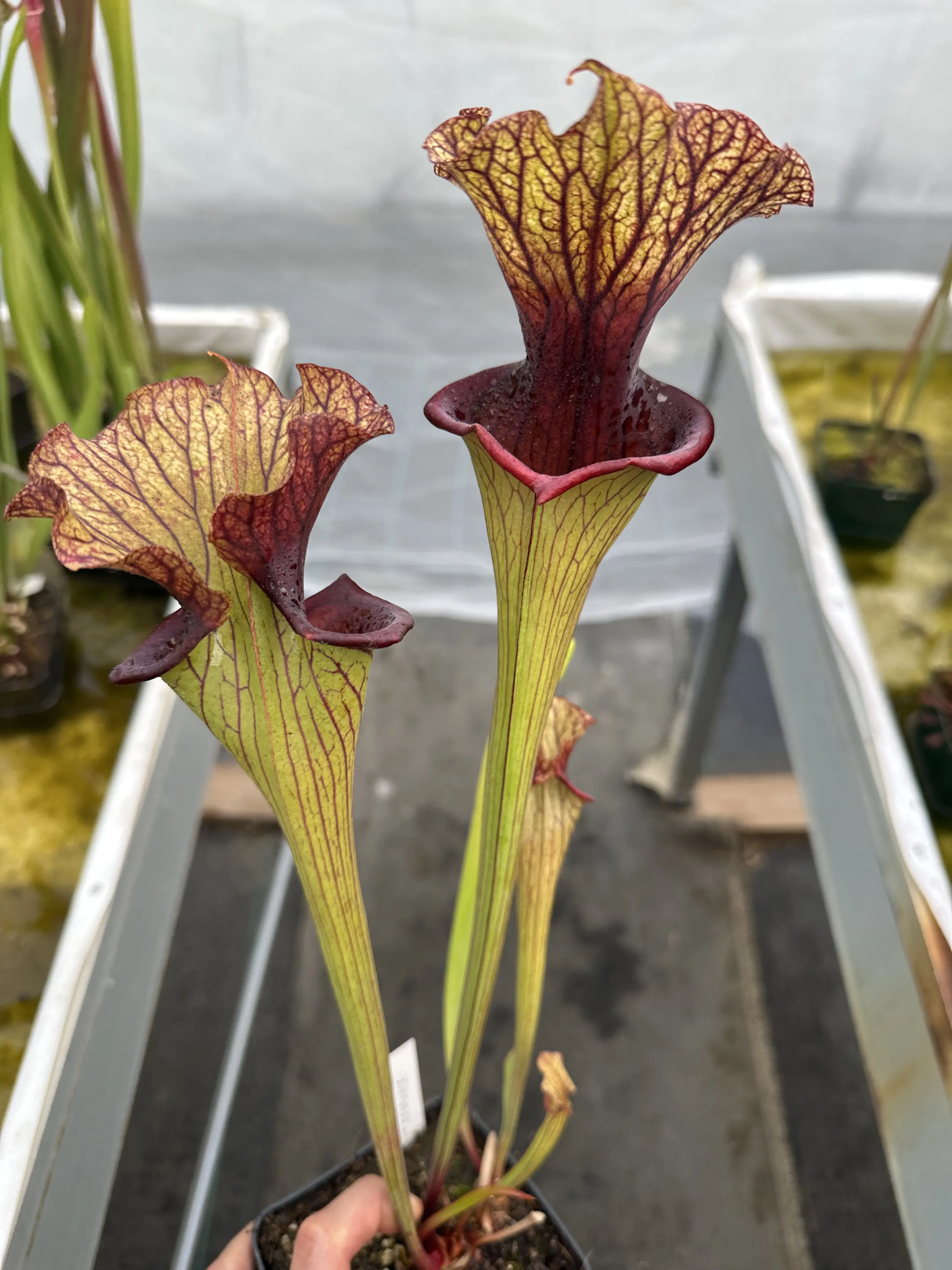 Sarracenia x 'Defiance'