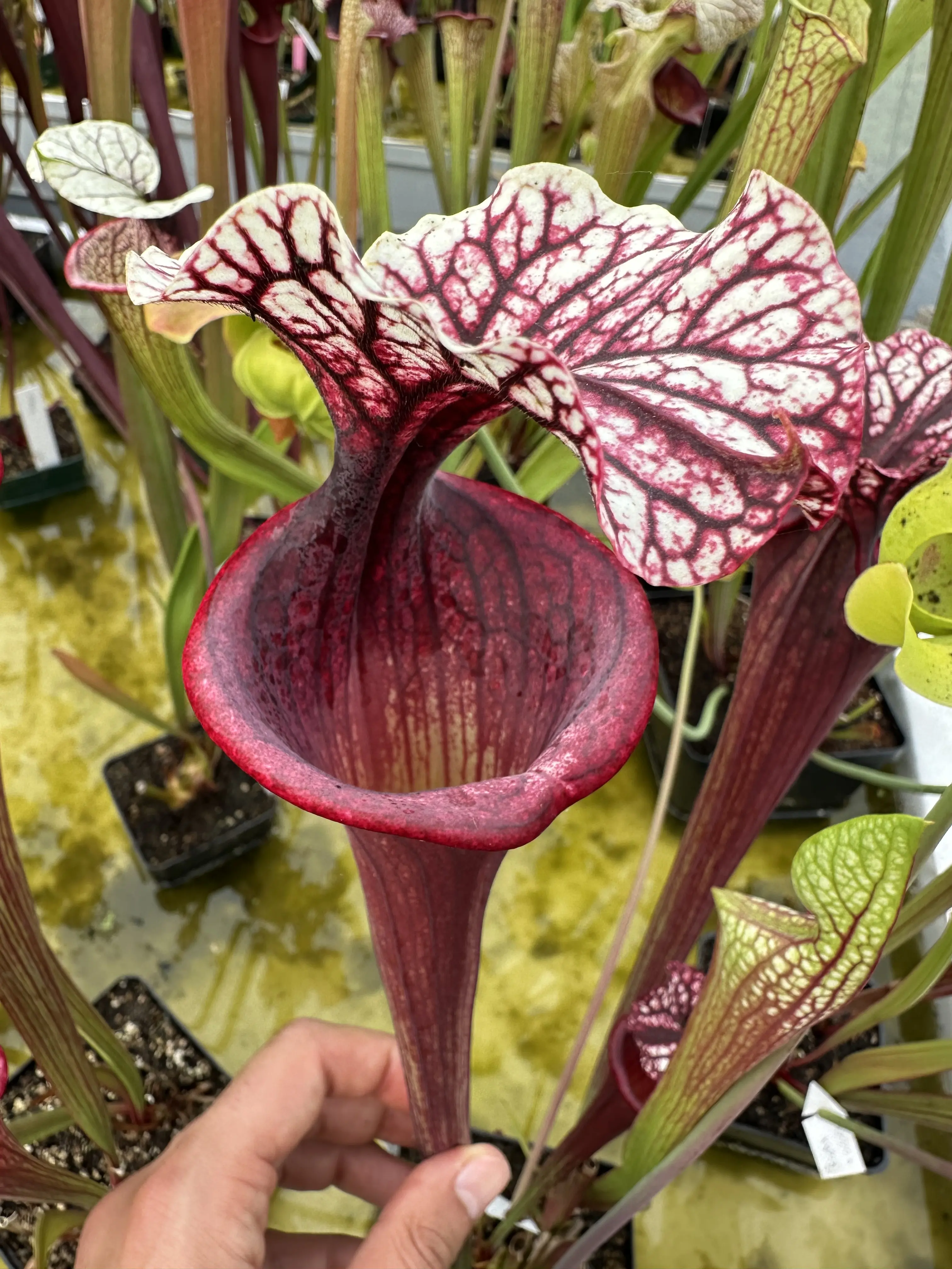 Sarracenia x "Lilith"