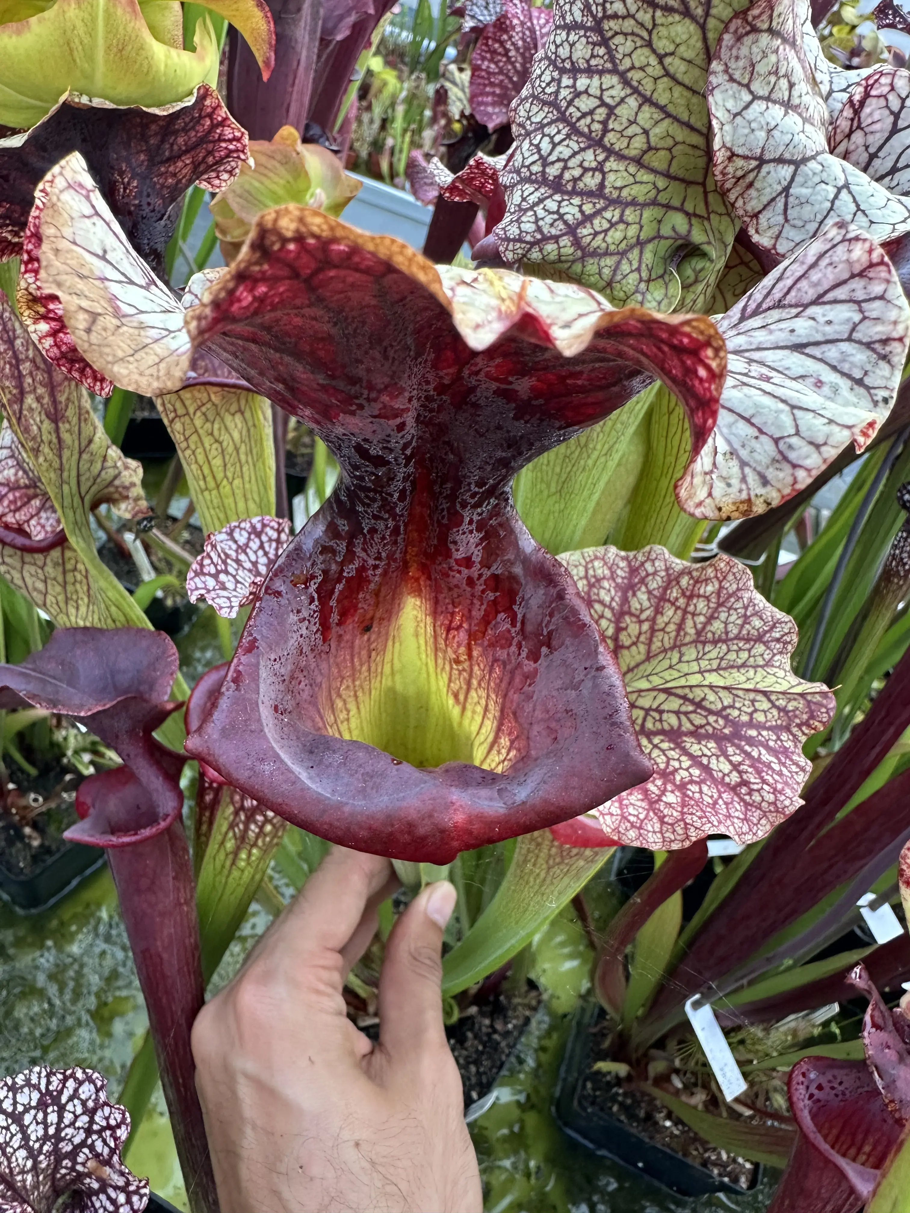 Sarracenia x "GSL", glossy square lips