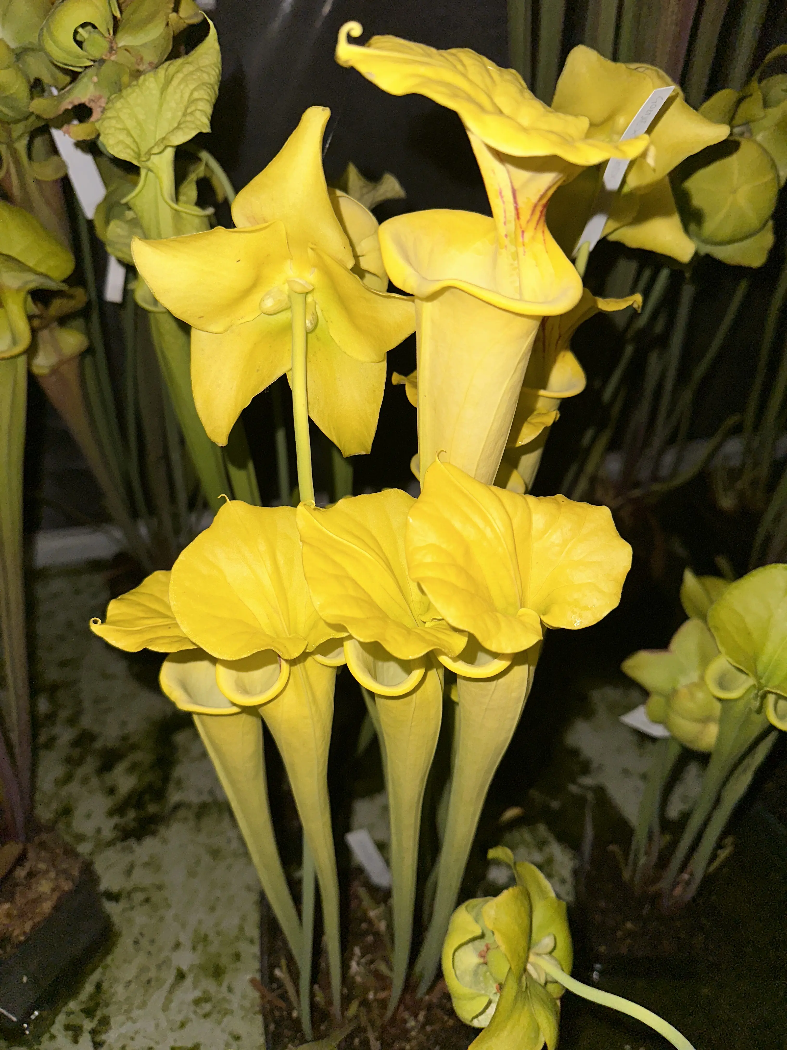 Sarracenia flava var. flava "Goldie"