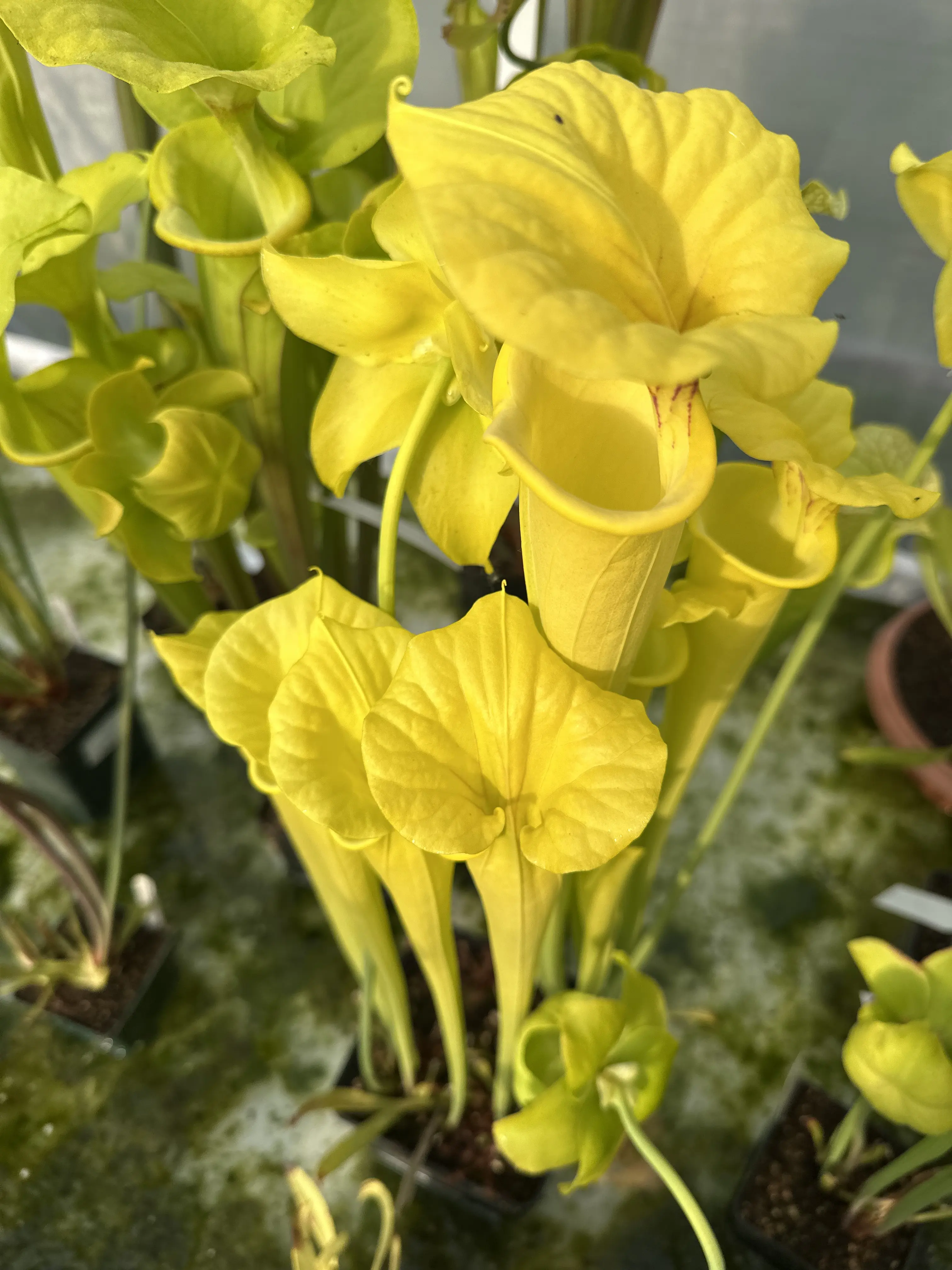 Sarracenia flava var. flava "Goldie"