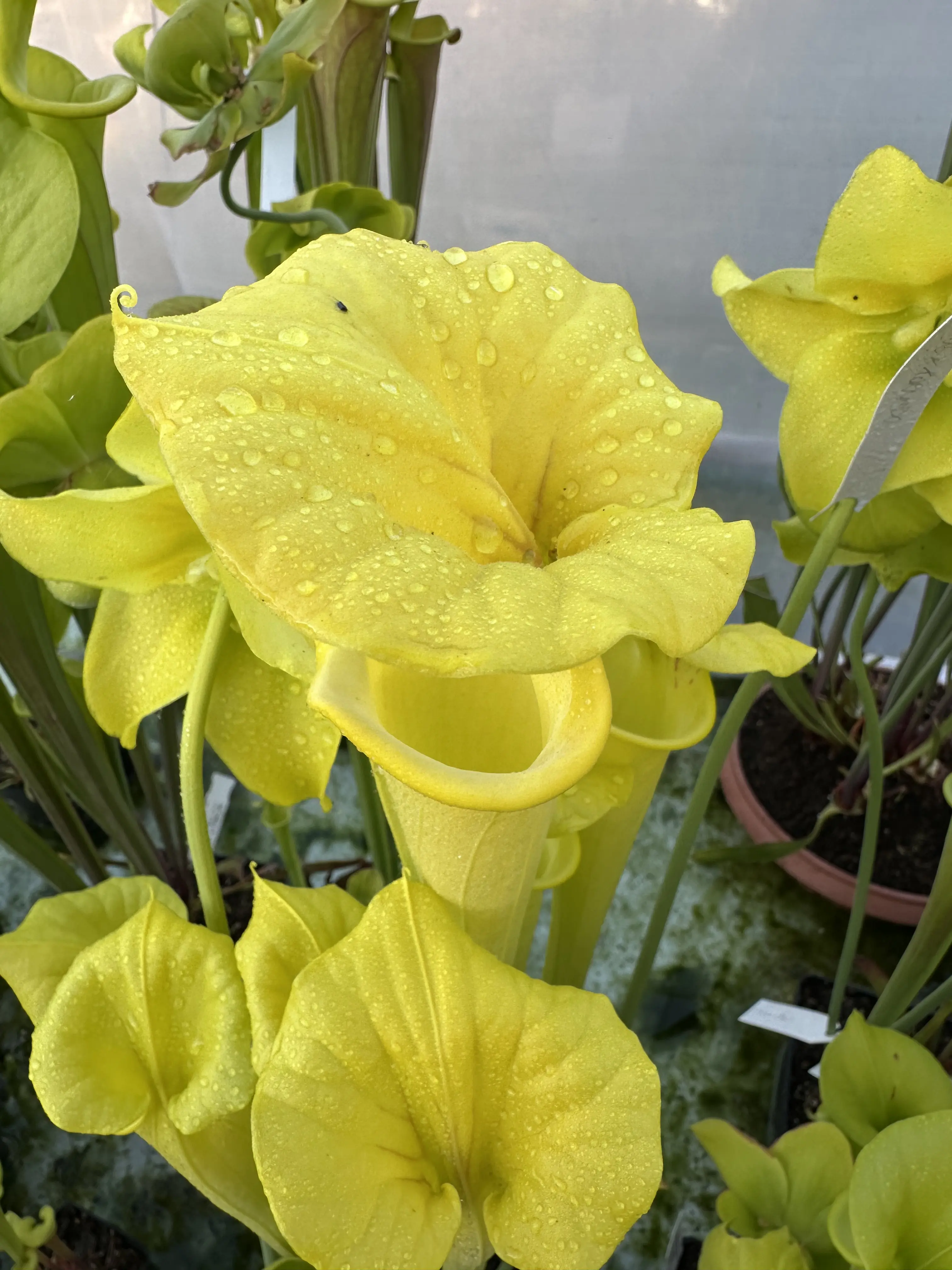 Sarracenia flava var. flava "Goldie"
