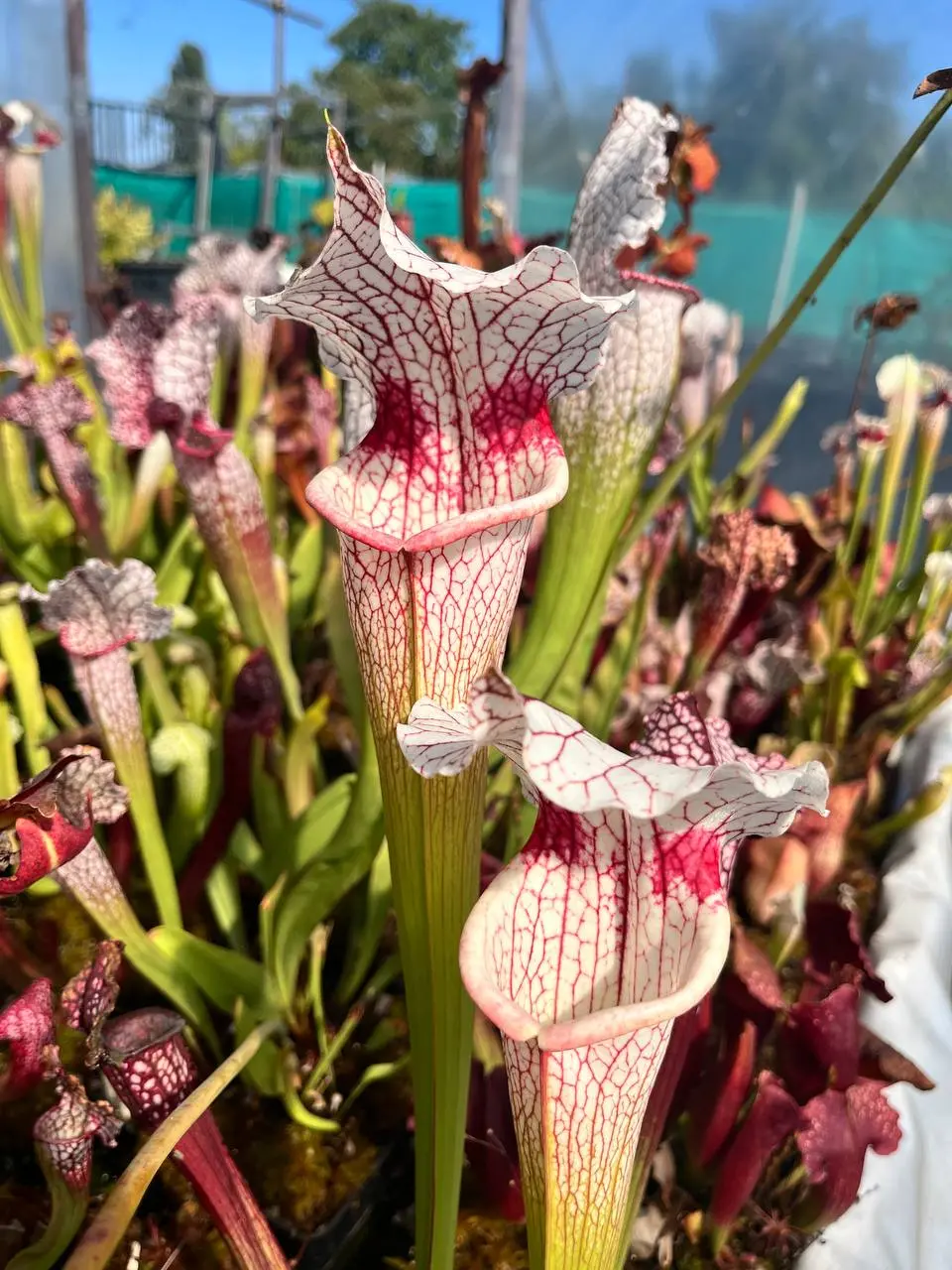 Sarracenia x Moby dick x Adrian Slack