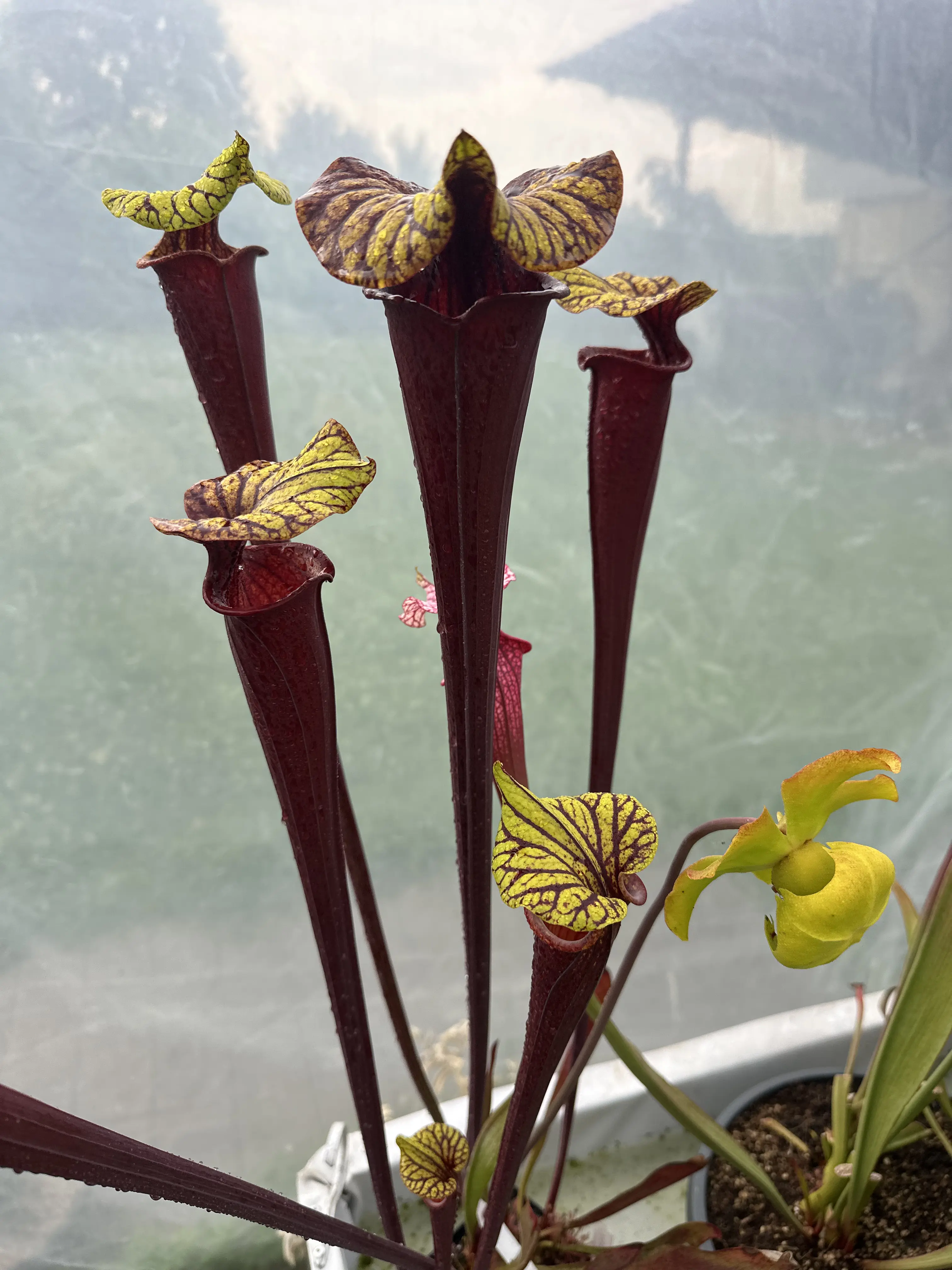Sarracenia flava var. rubricorpora, very dark maroon tube