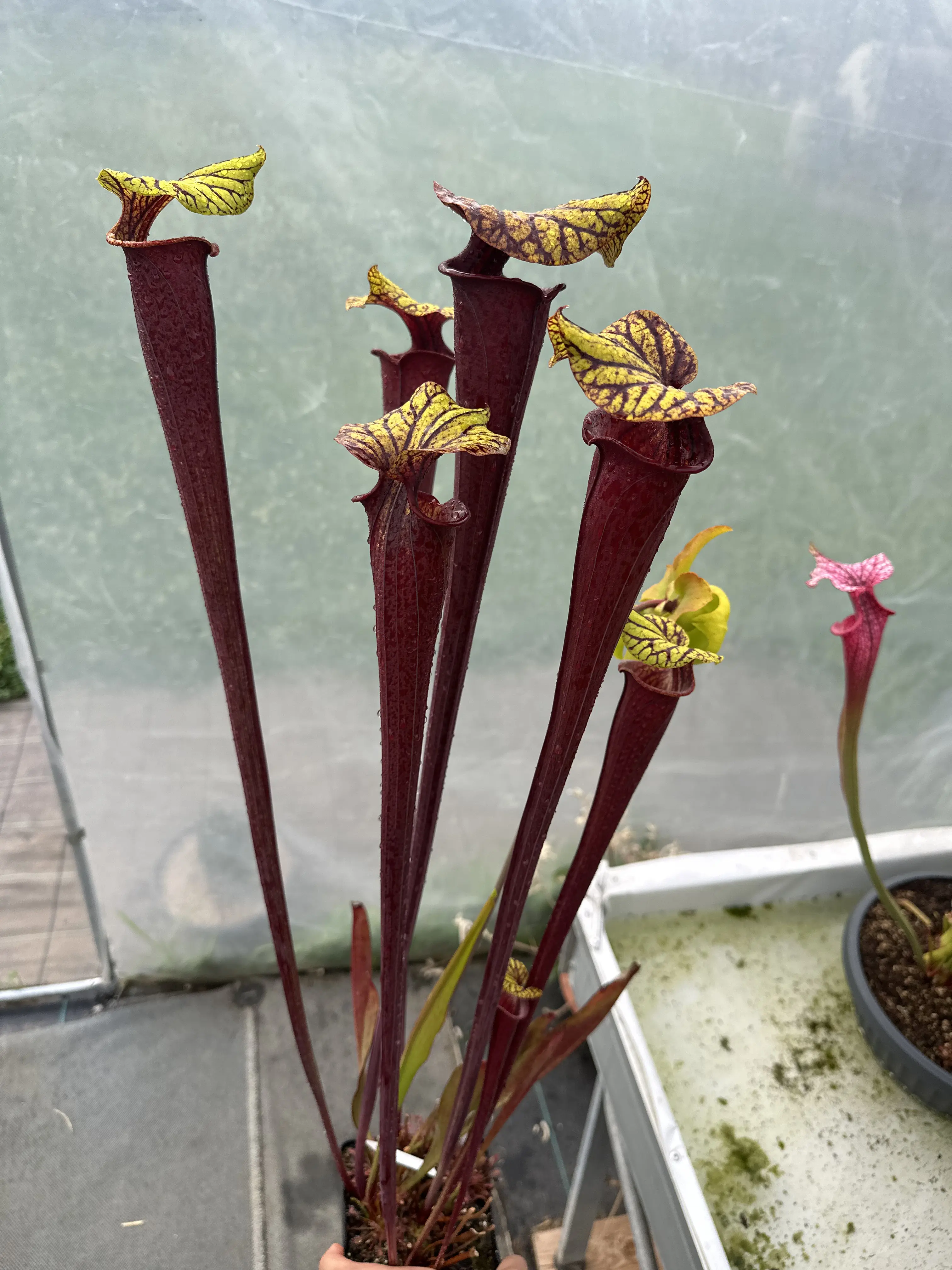 Sarracenia flava var. rubricorpora, very dark maroon tube