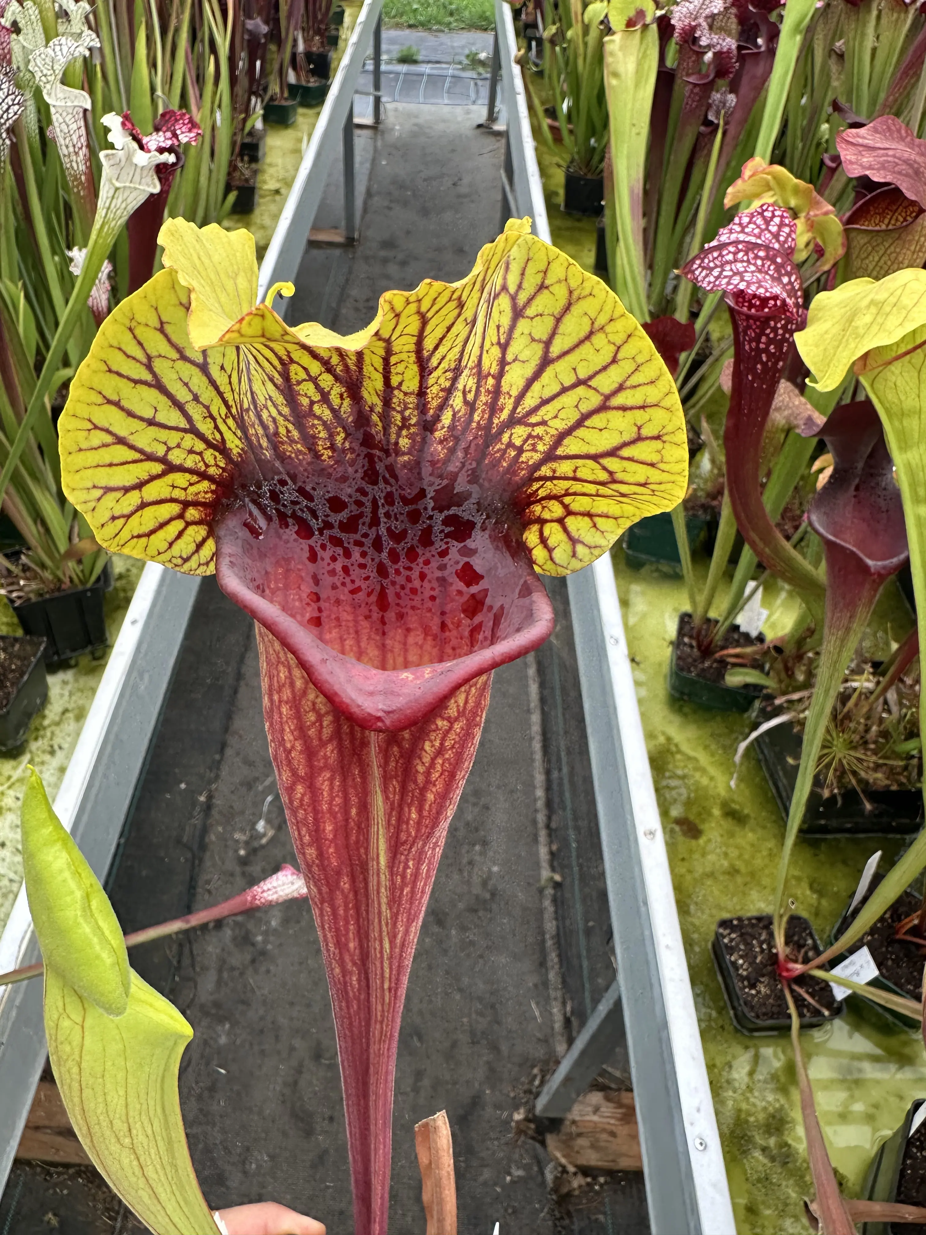 Sarracenia x "Fireblade" 
