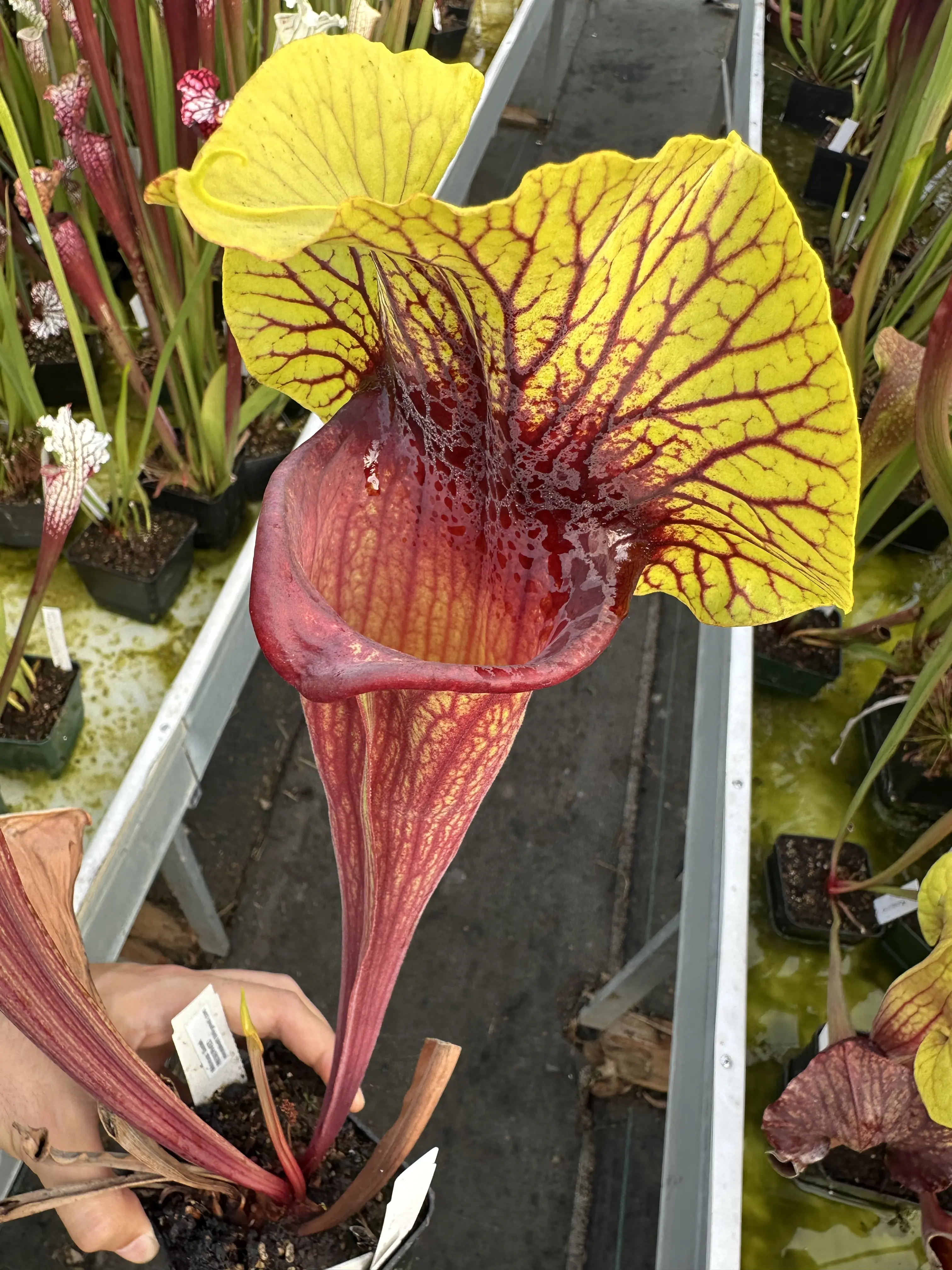 Sarracenia x "Fireblade" 