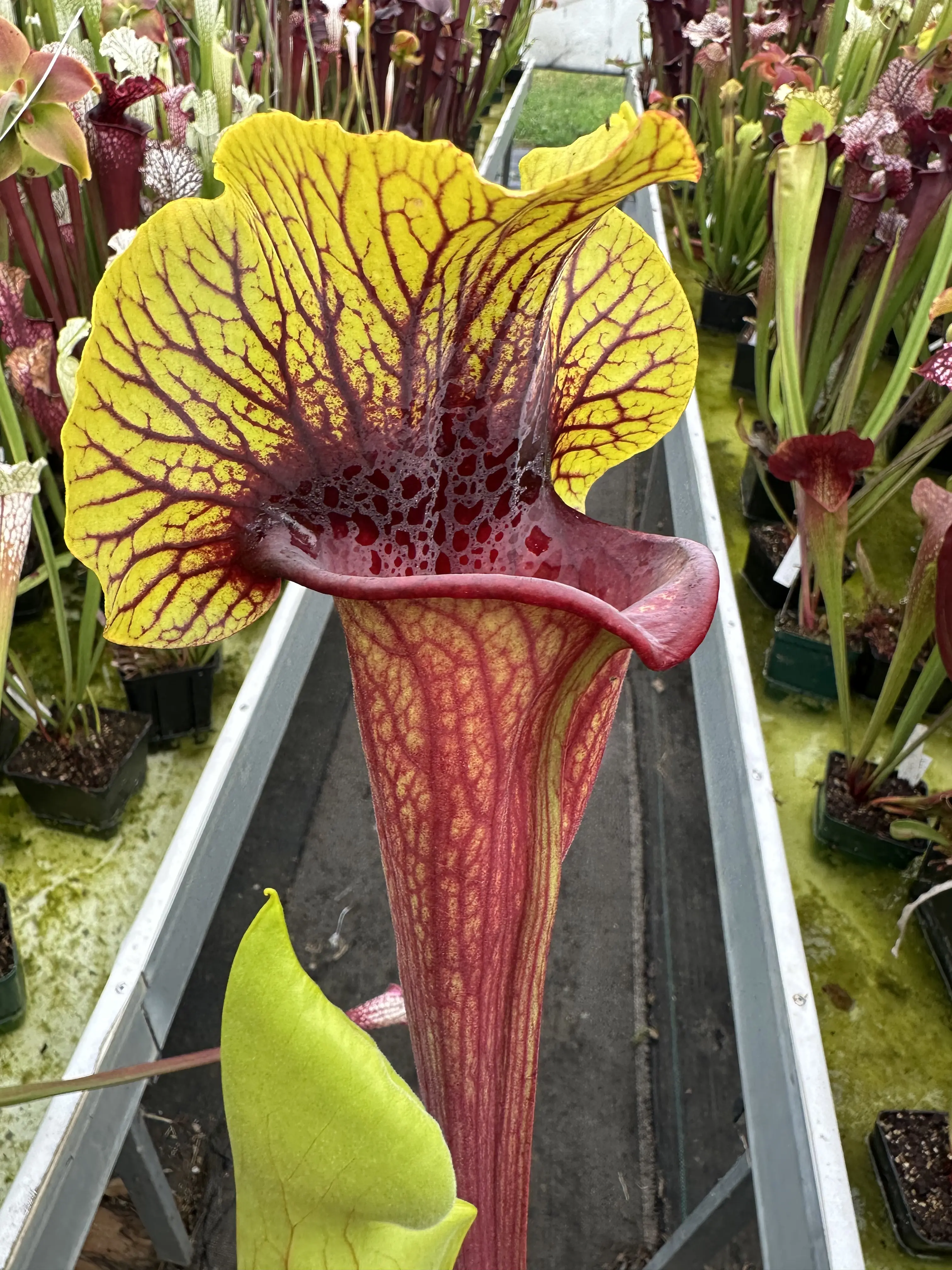 Sarracenia x "Fireblade" 