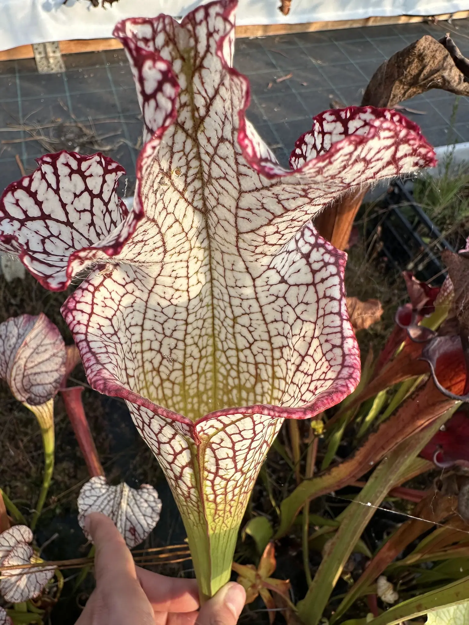 Sarracenia leucophylla "Bocaza", red & white, giant form