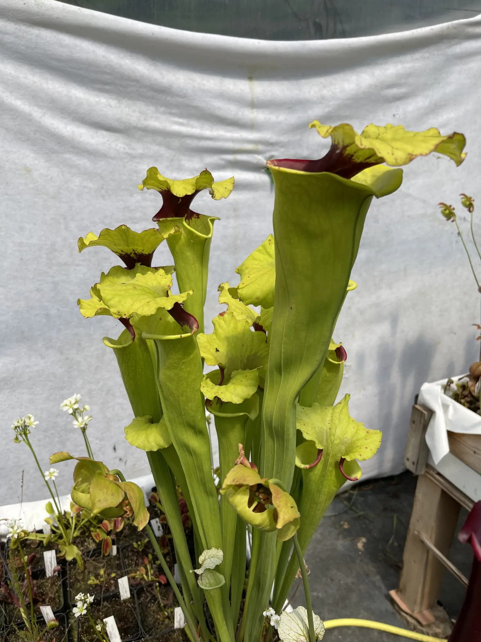 Sarracenia moorei "Ilona"