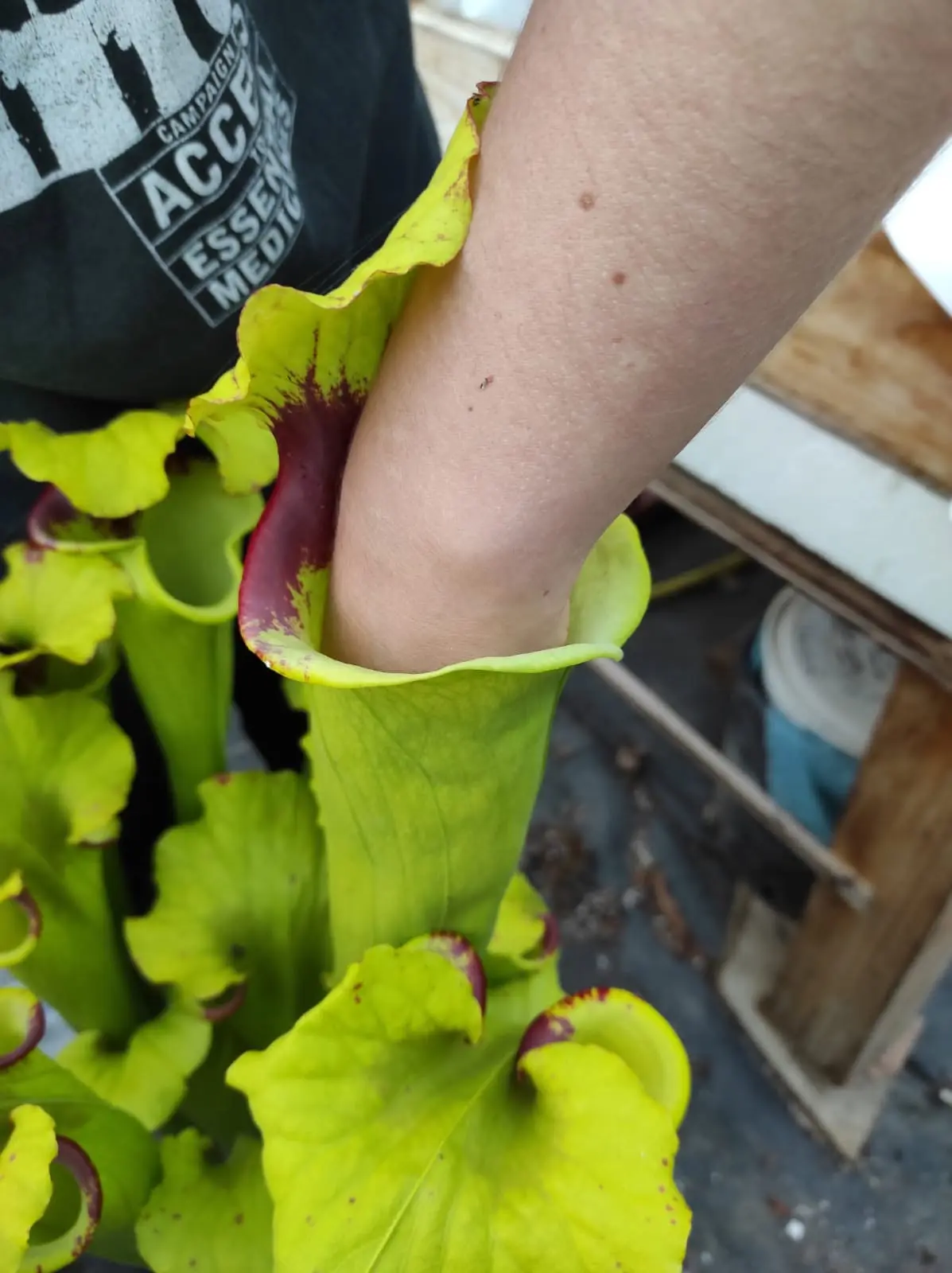 Sarracenia moorei "Ilona"