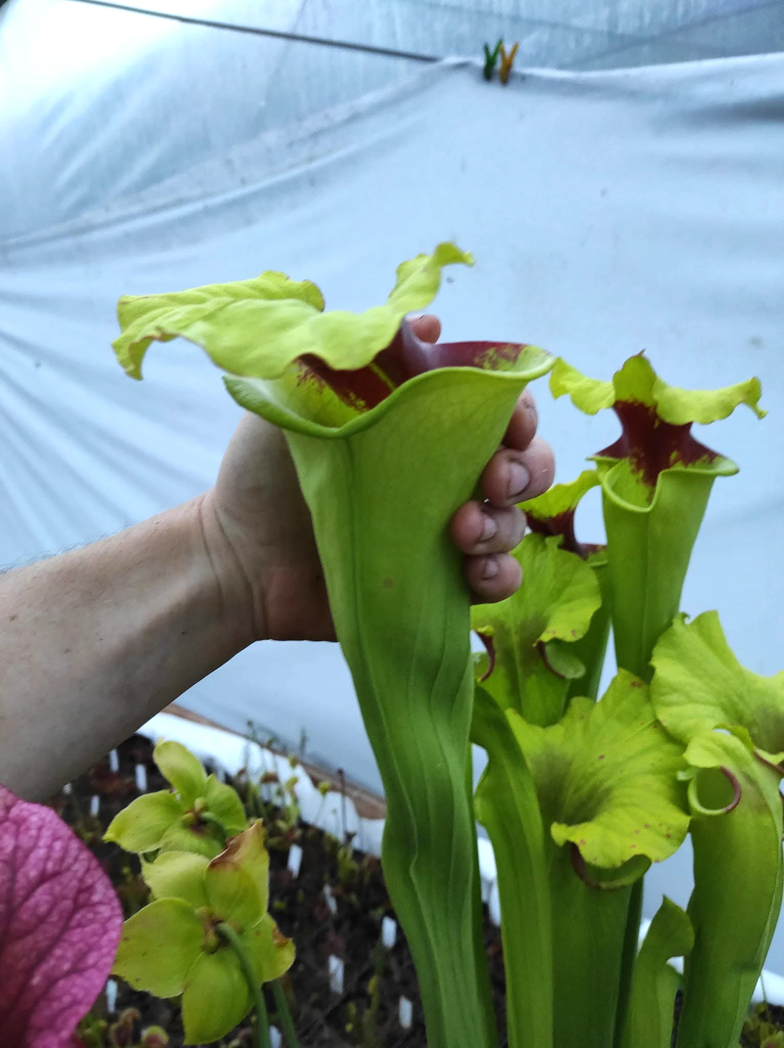 Sarracenia moorei "Ilona"
