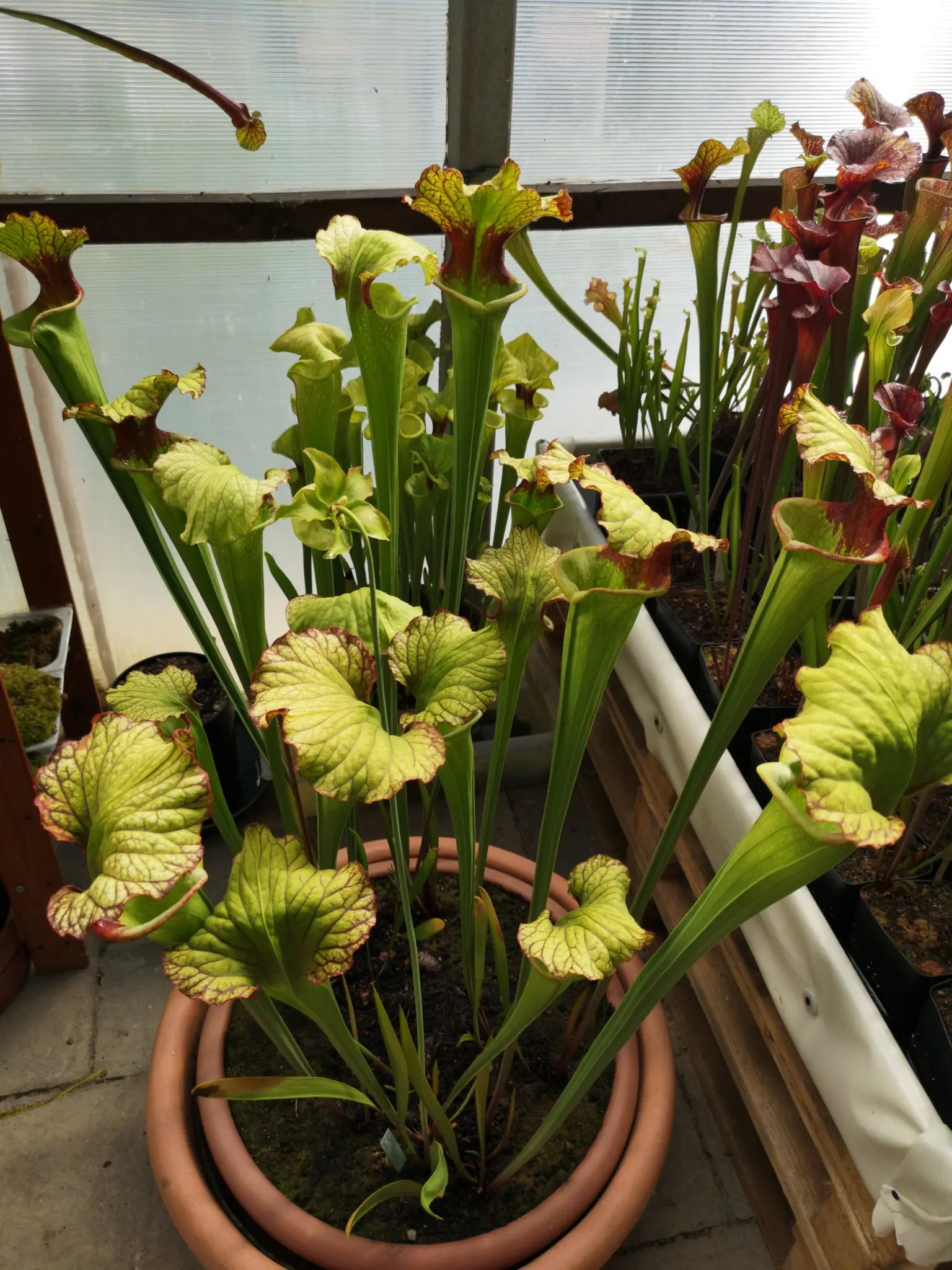 Sarracenia x "Rocco"