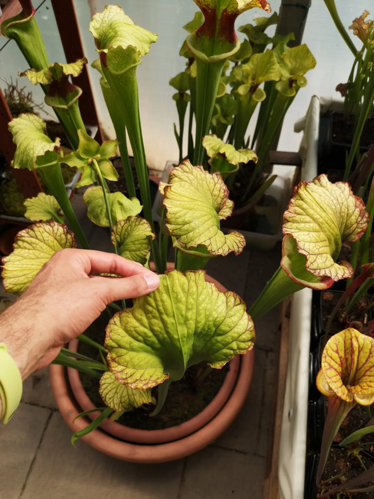 Sarracenia x "Rocco"