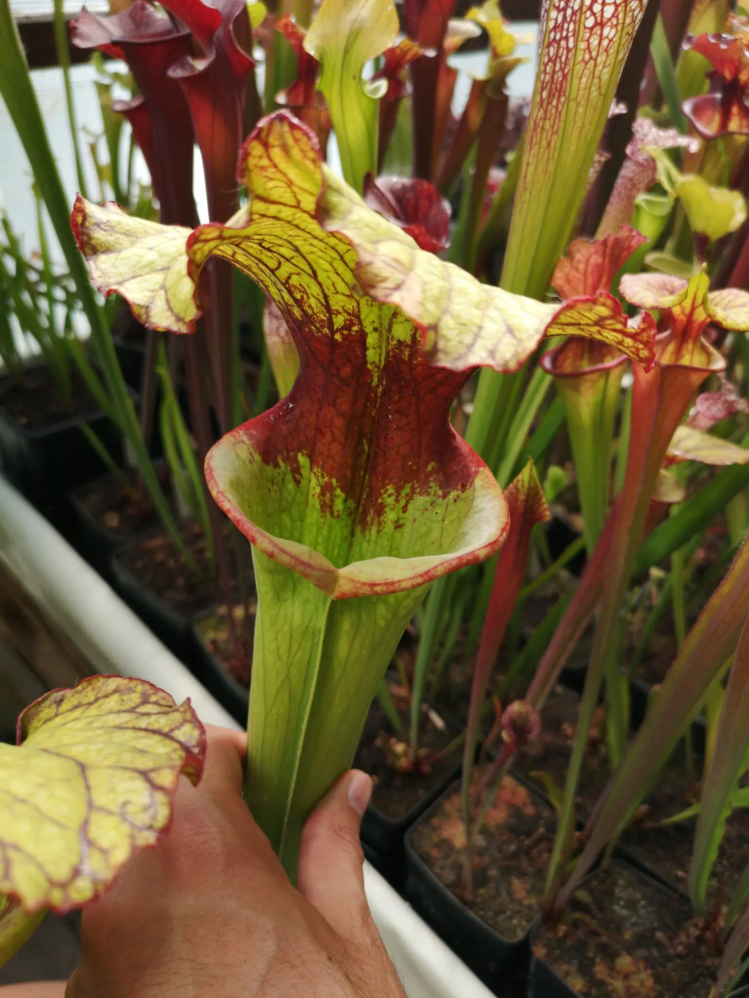 Sarracenia x "Rocco"