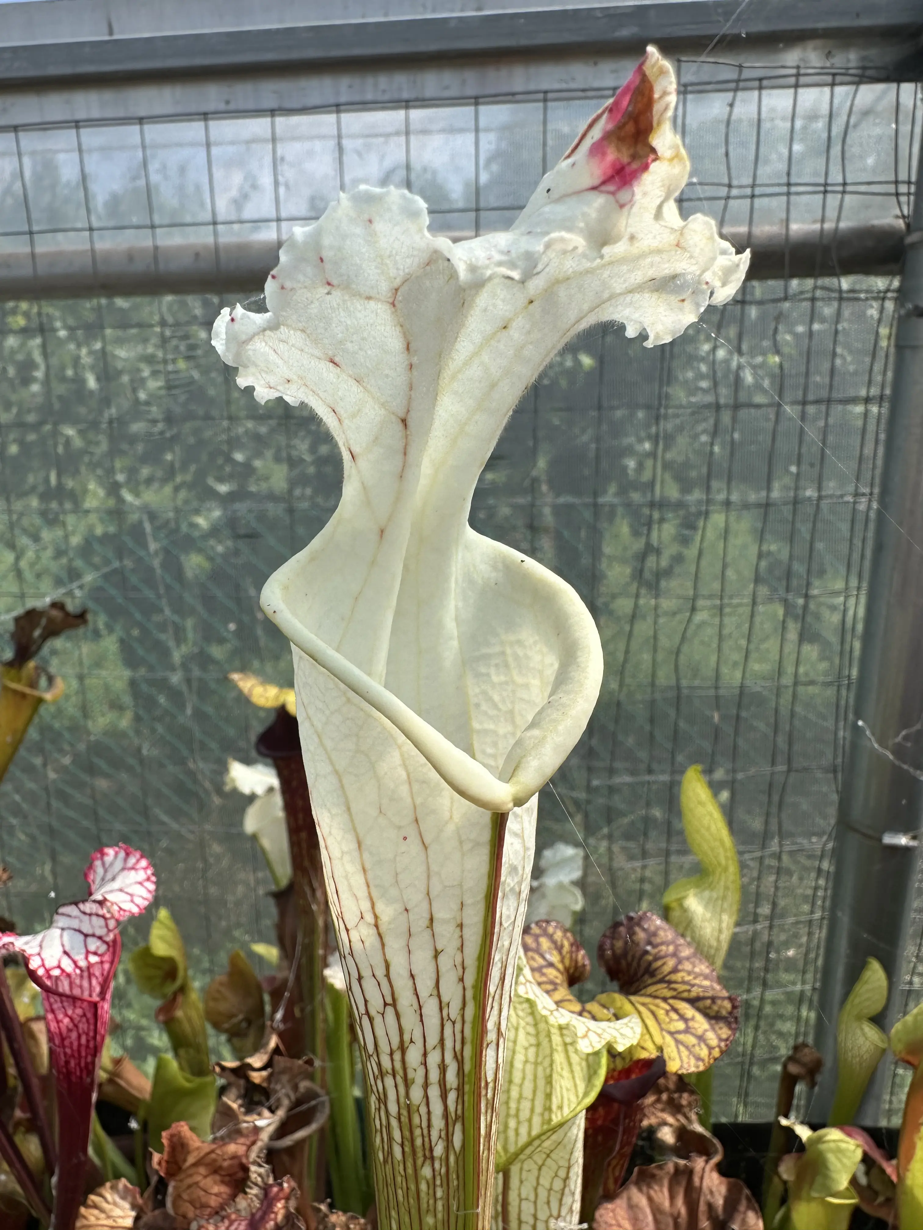 Sarracenia leucophylla, tall green & white form