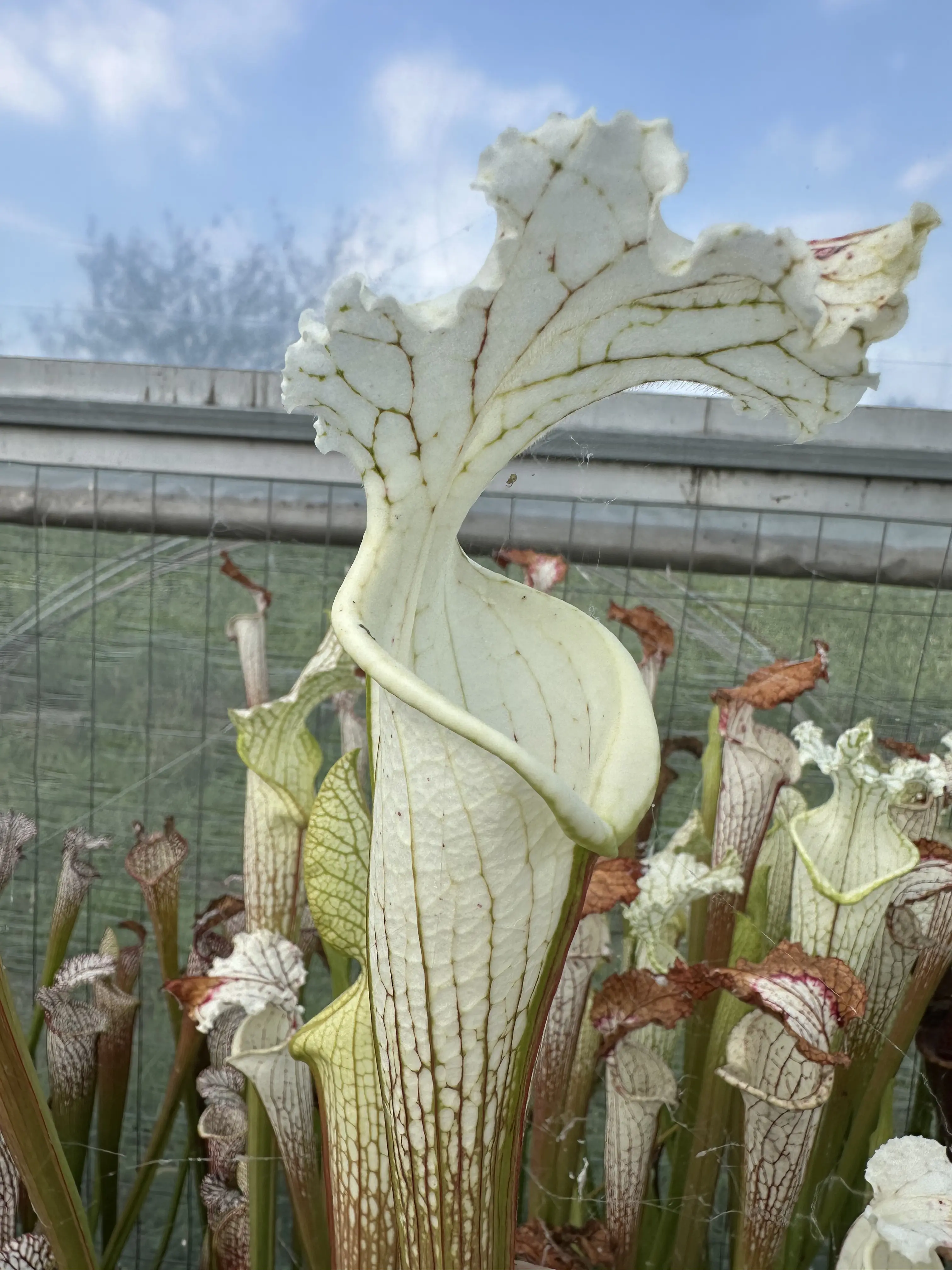Sarracenia leucophylla, tall green & white form