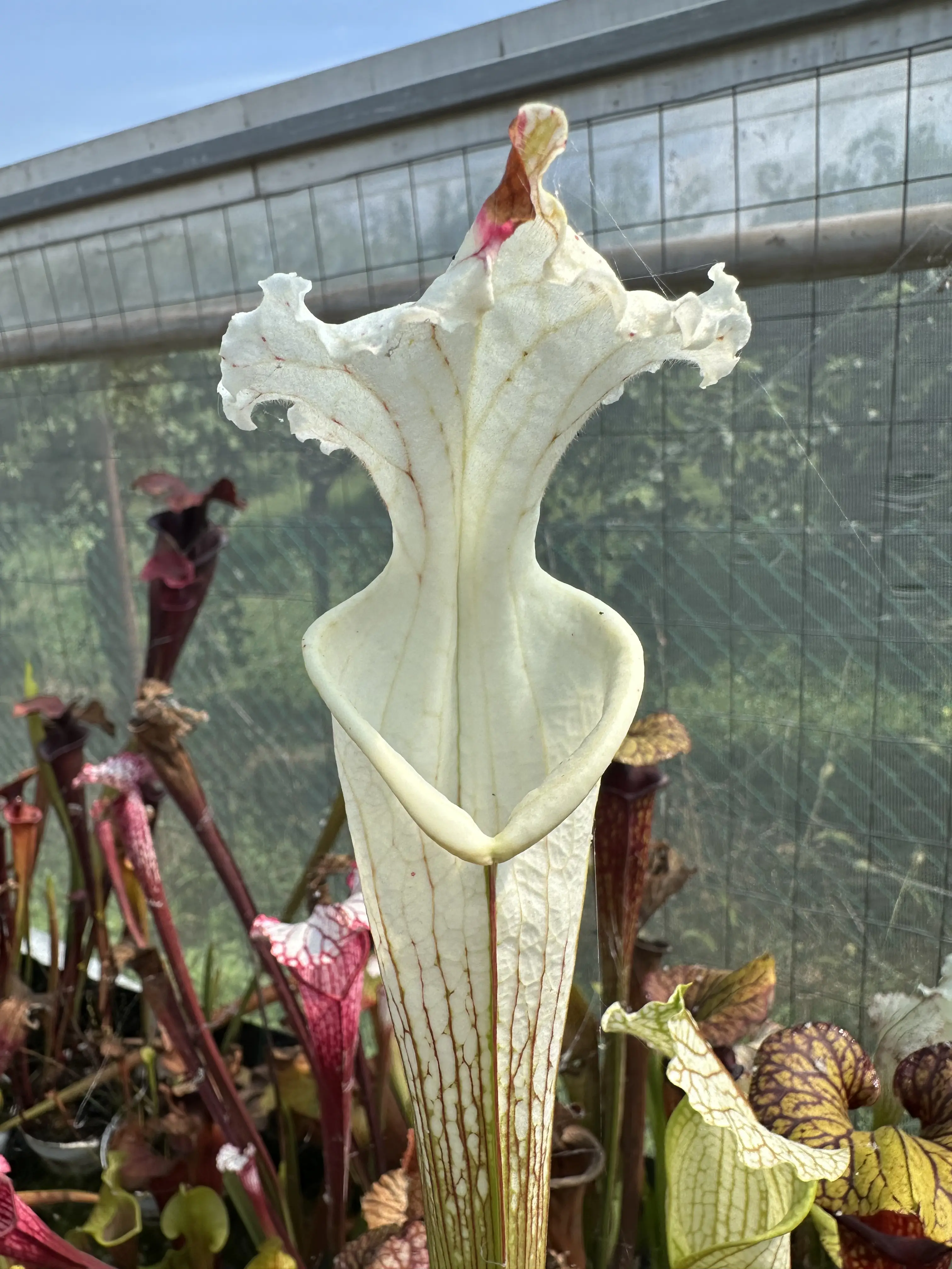 Sarracenia leucophylla, tall green & white form