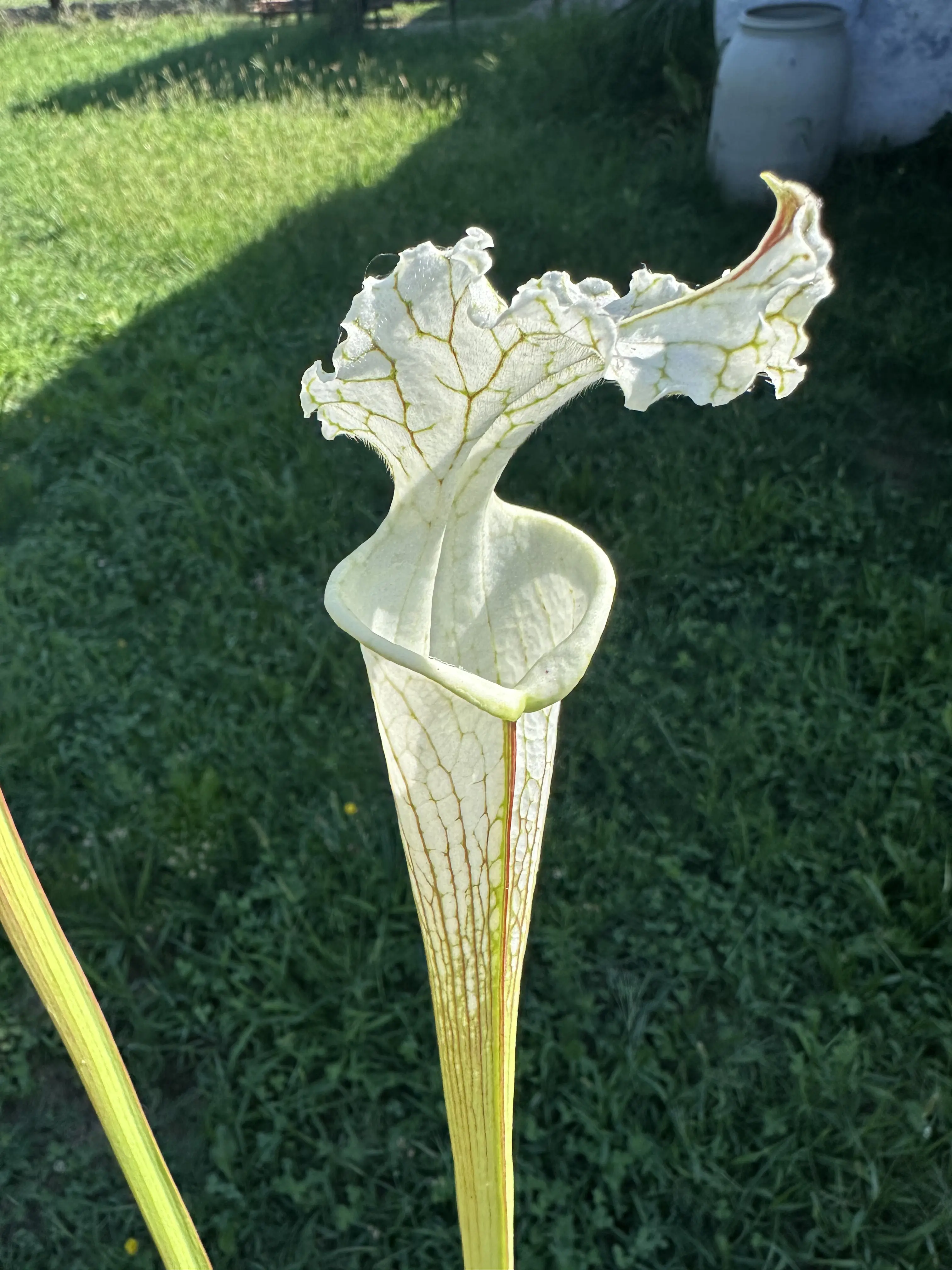 Sarracenia leucophylla, tall green & white form