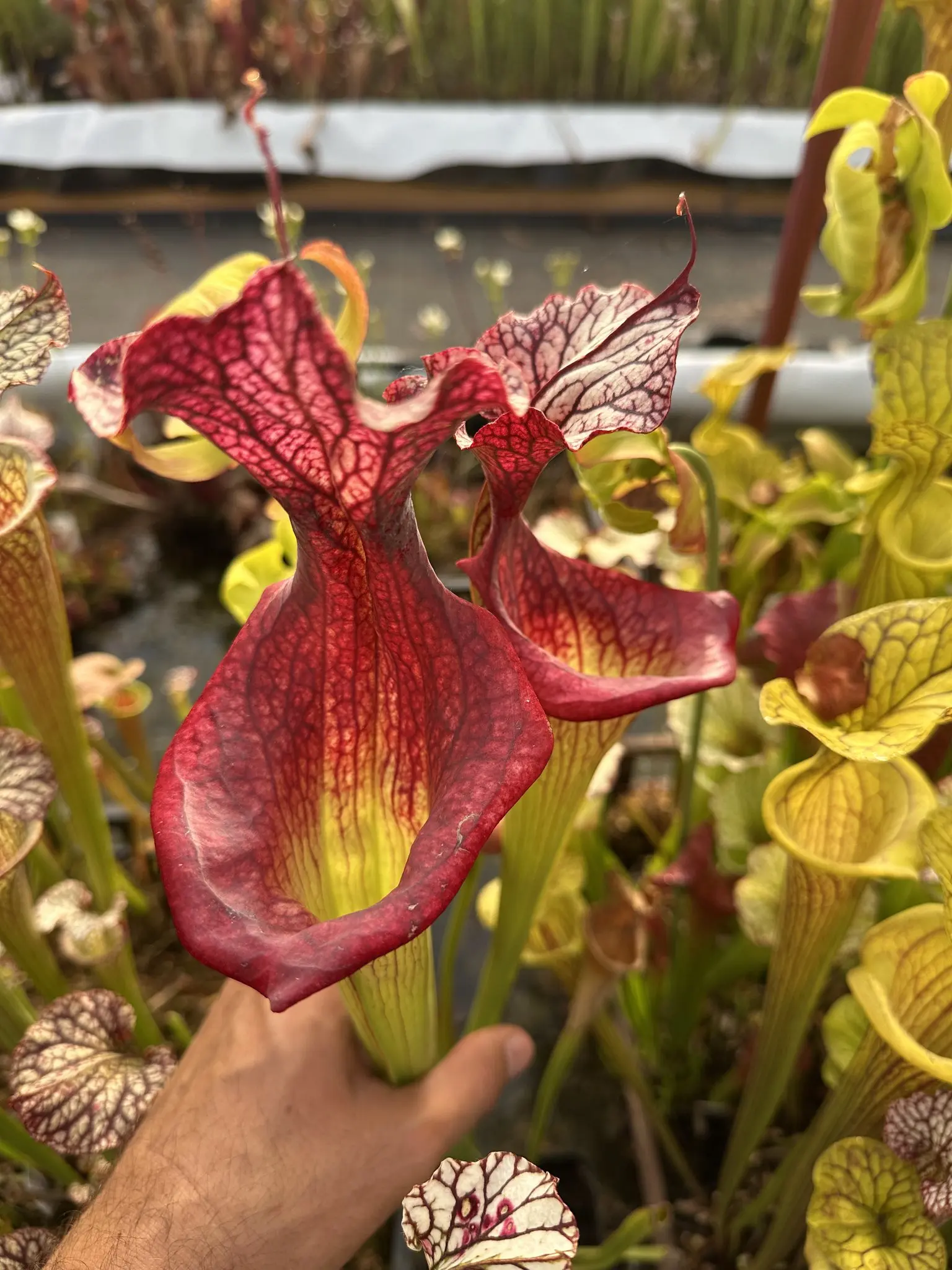 Sarracenia x "Fire P*ssy"