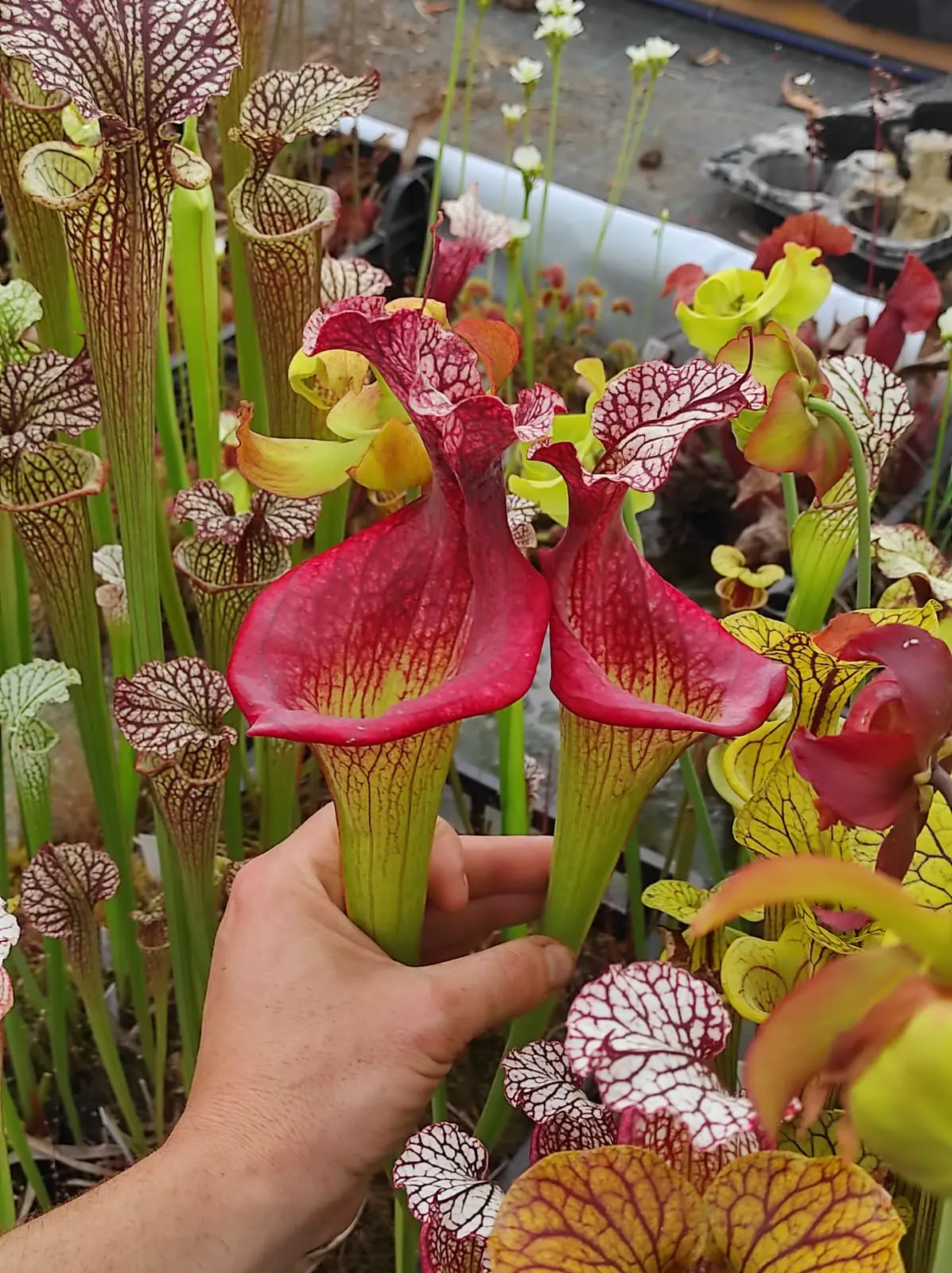 Sarracenia x "Fire P*ssy"
