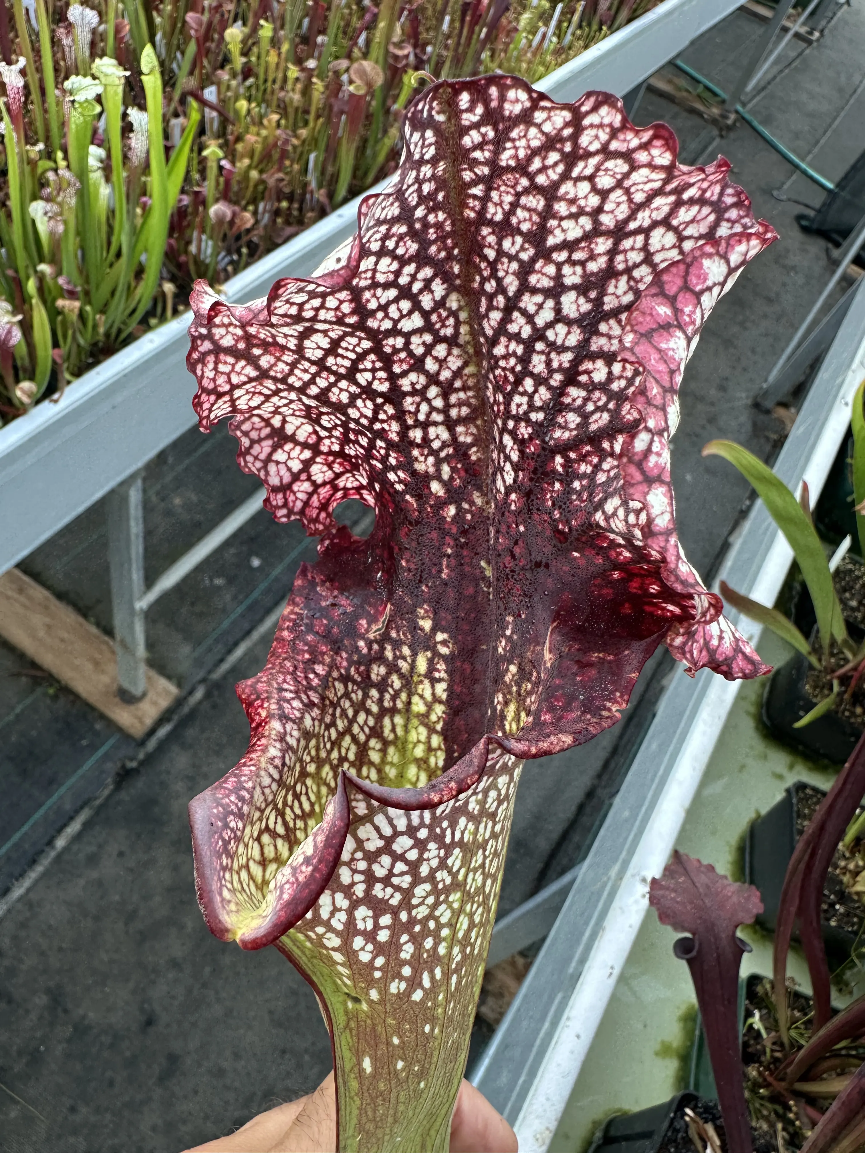 Sarracenia x (Crimson Queen x Adrian Slack)