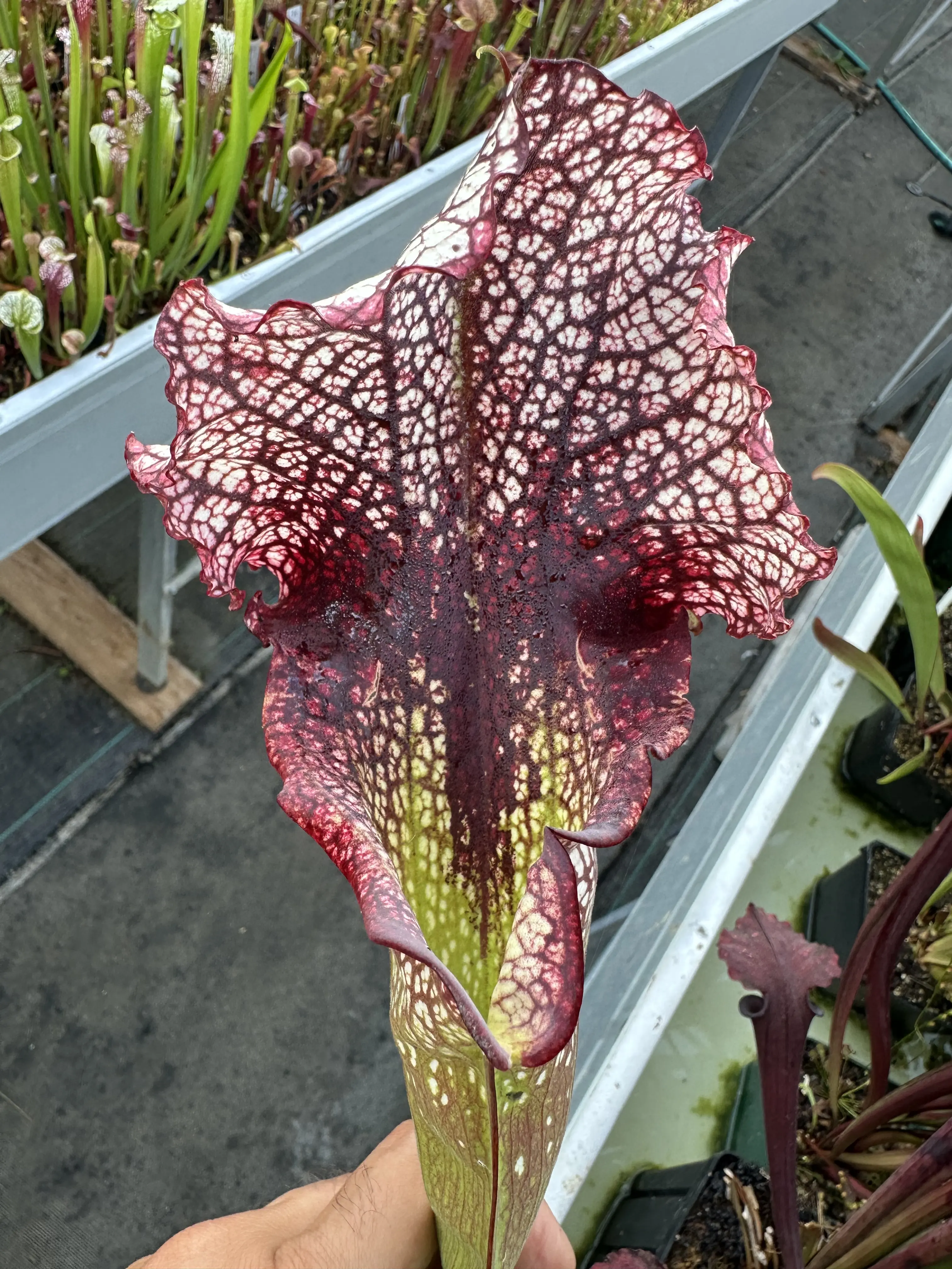 Sarracenia x (Crimson Queen x Adrian Slack)