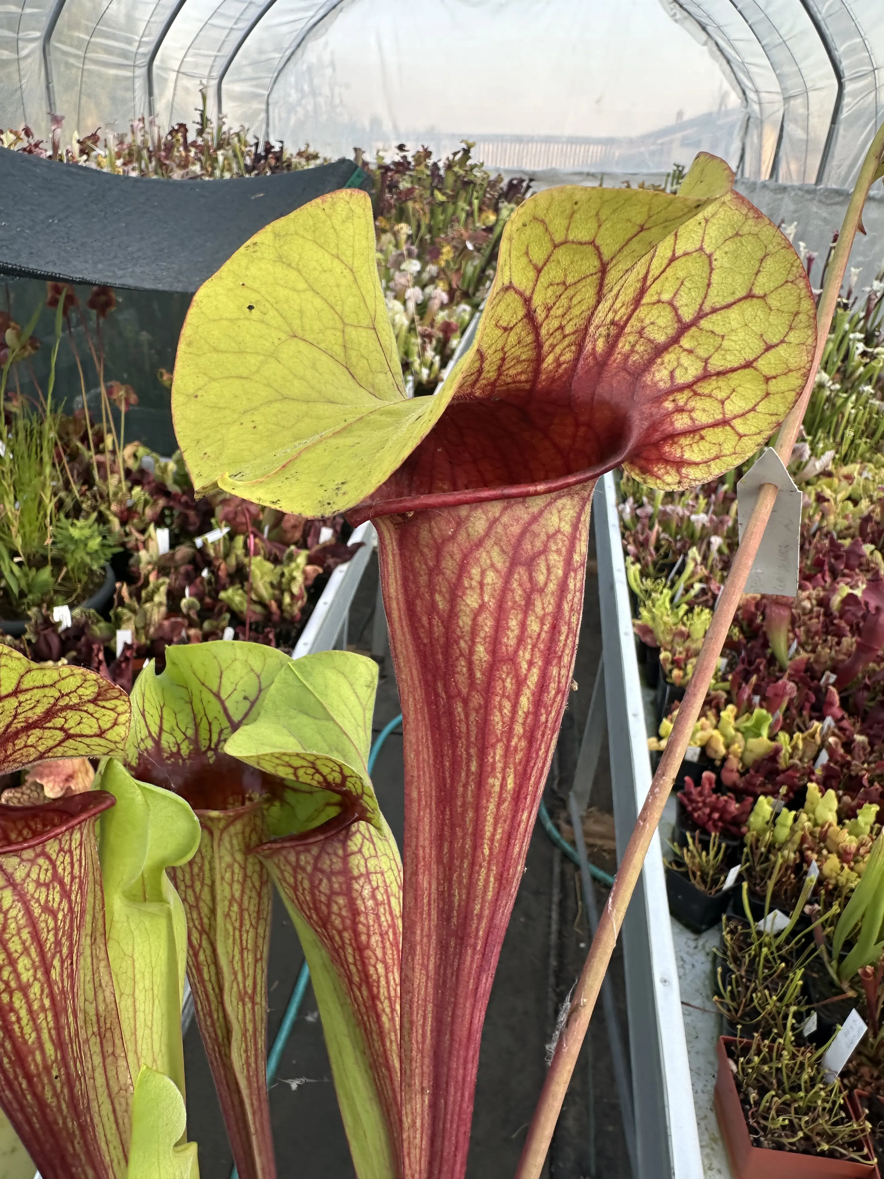 Sarracenia x exornata `Peaches and Cream'
