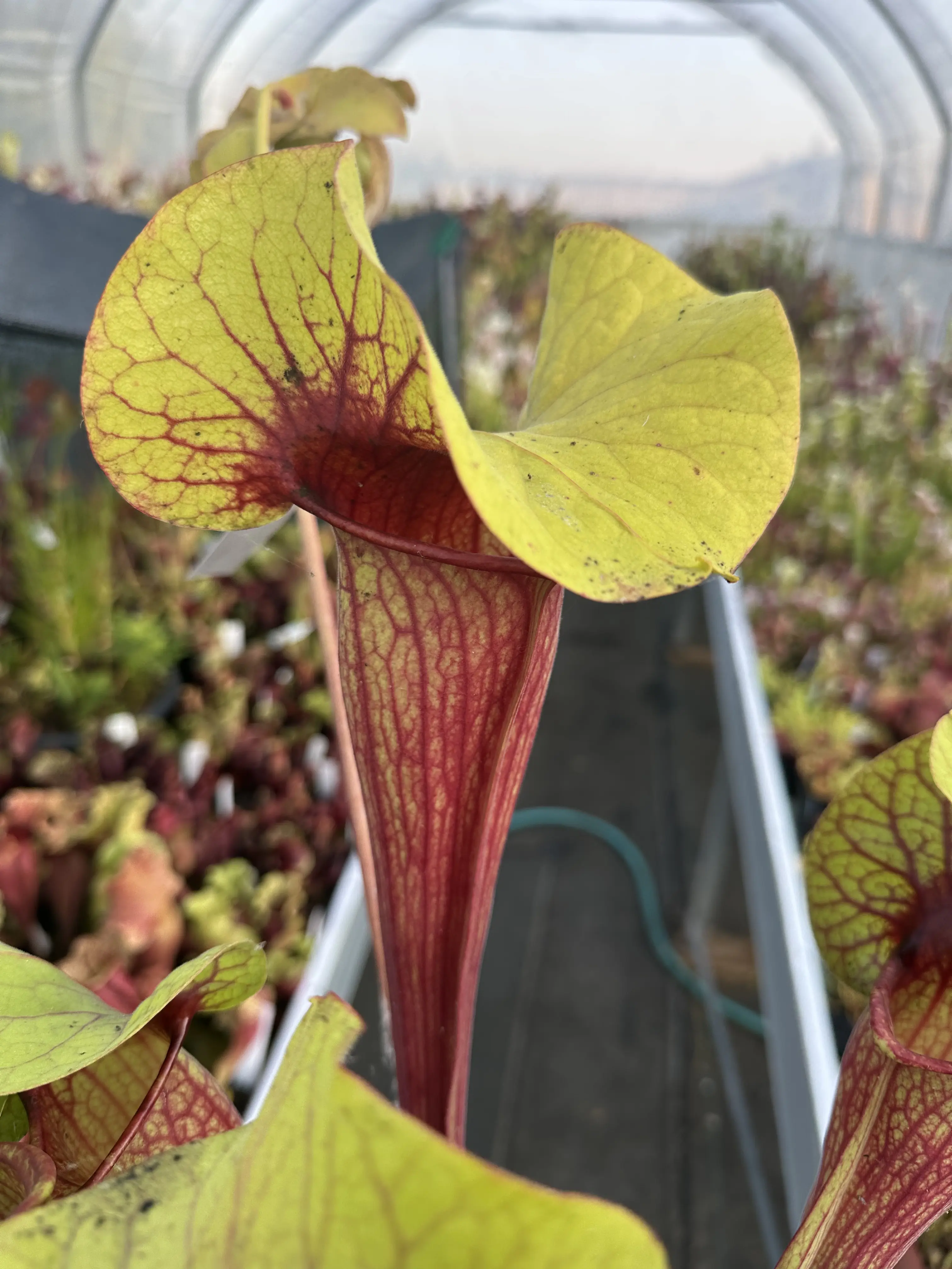 Sarracenia x exornata `Peaches and Cream'
