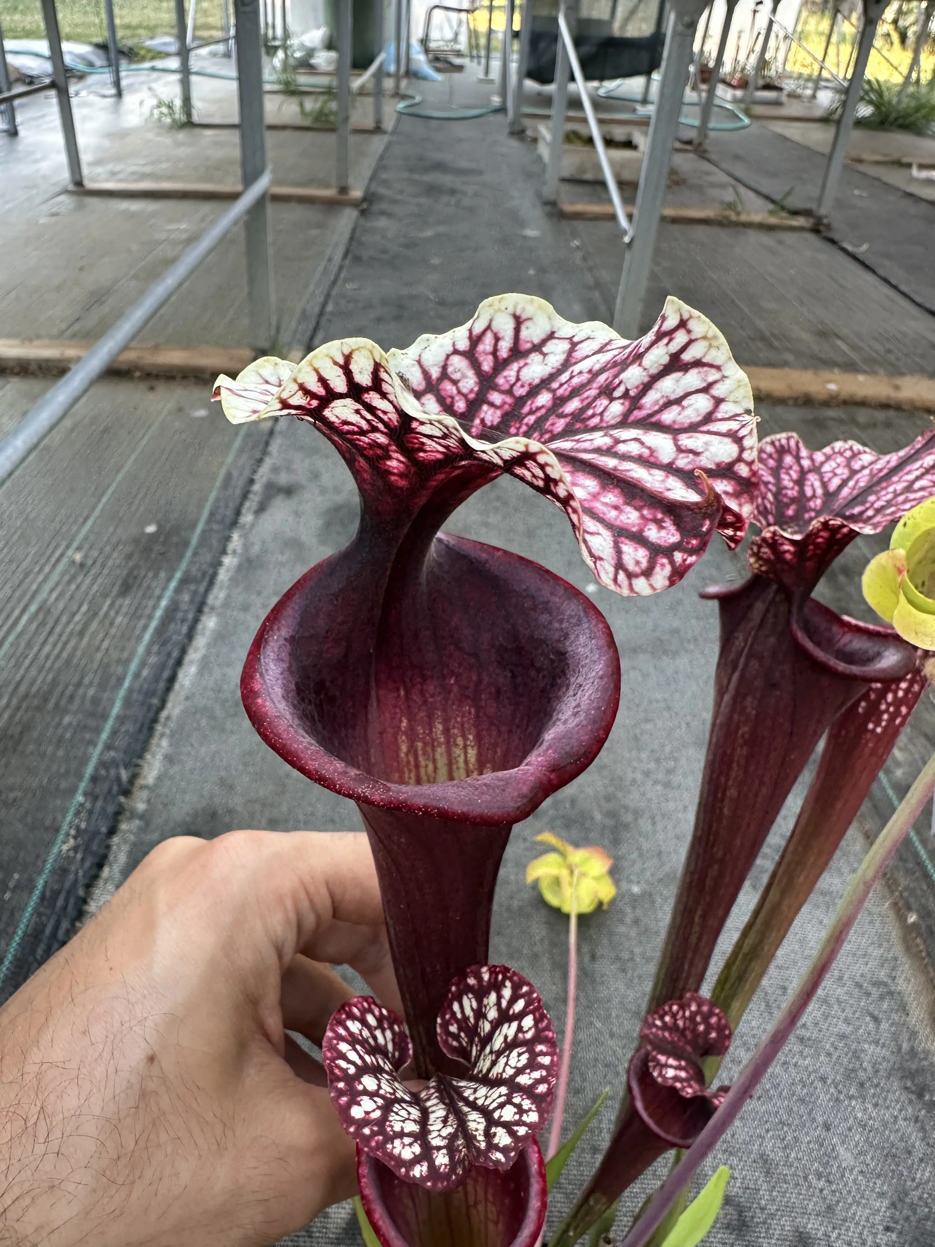 Sarracenia x "Lilith"
