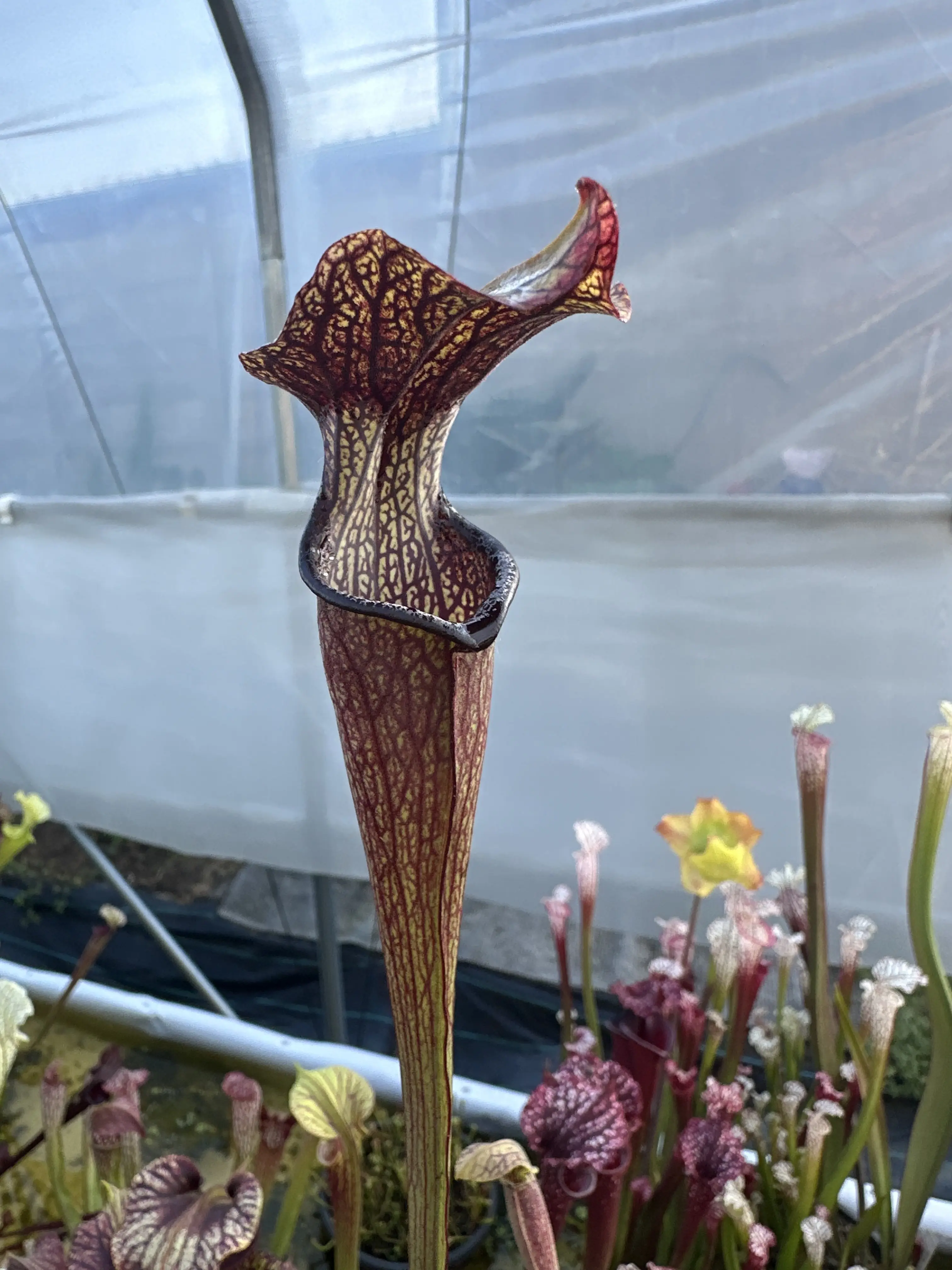 Sarracenia rubra ssp.jonesii "Black lips"