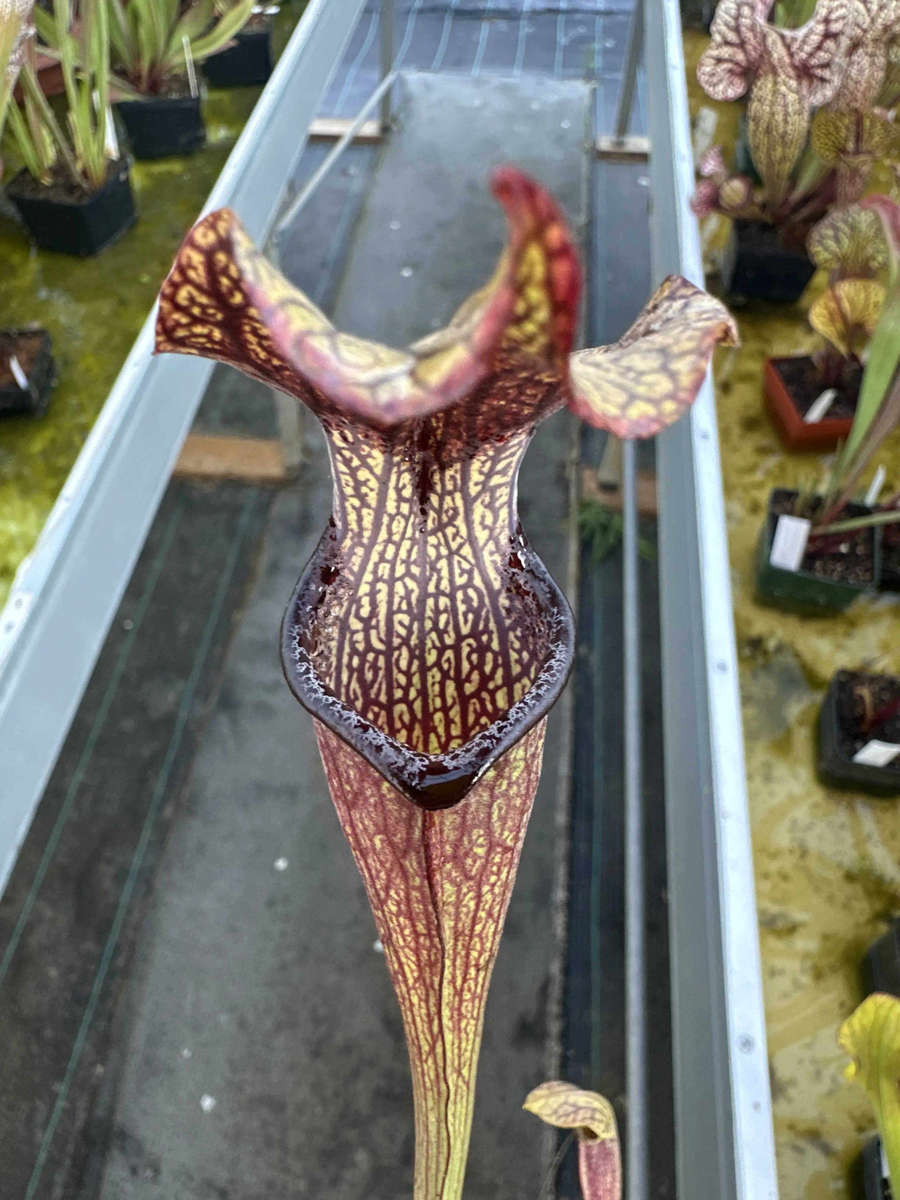 Sarracenia rubra ssp.jonesii "Black lips"