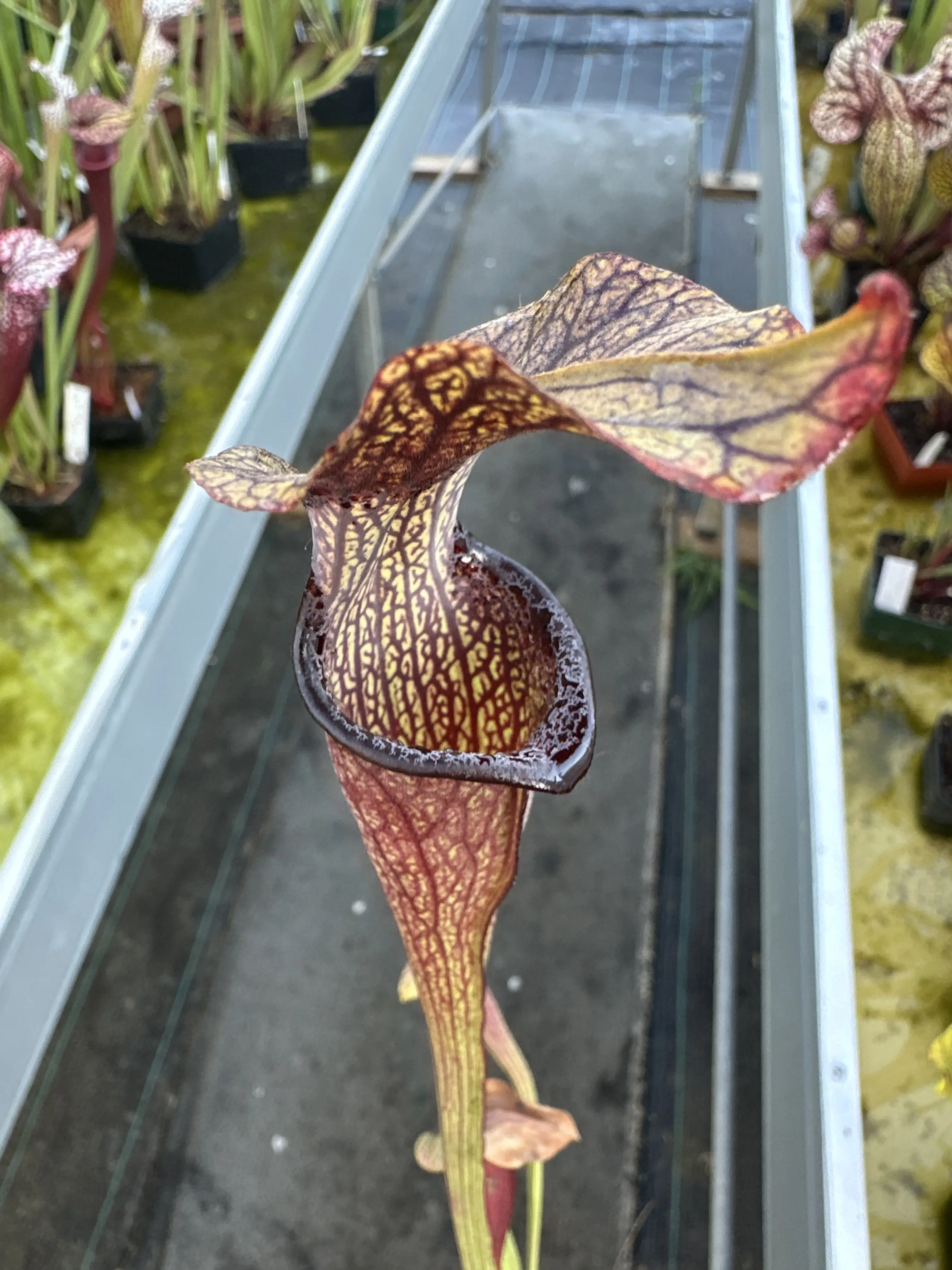 Sarracenia rubra ssp.jonesii "Black lips"