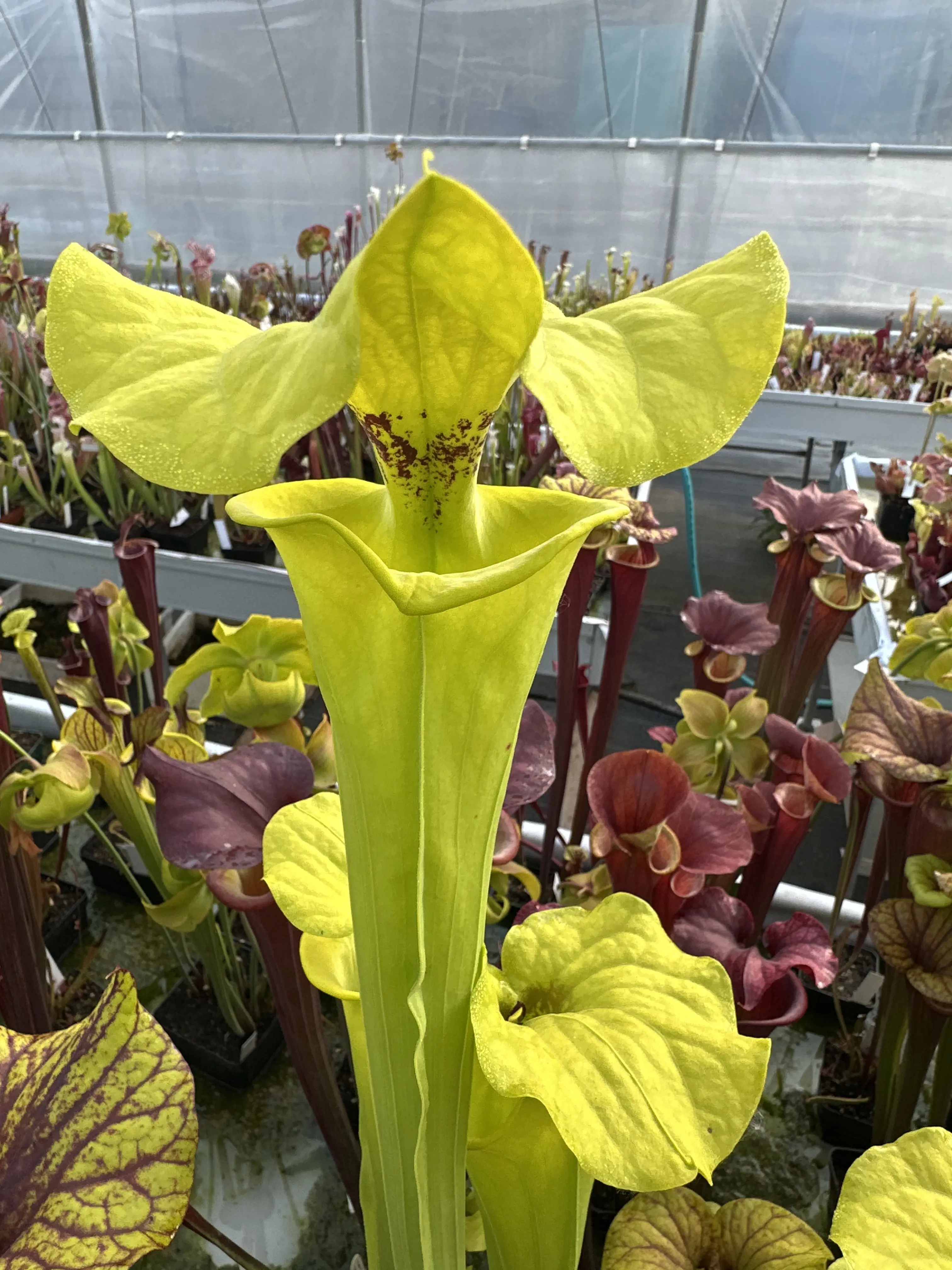 Sarracenia flava var. rugelii, giant lid