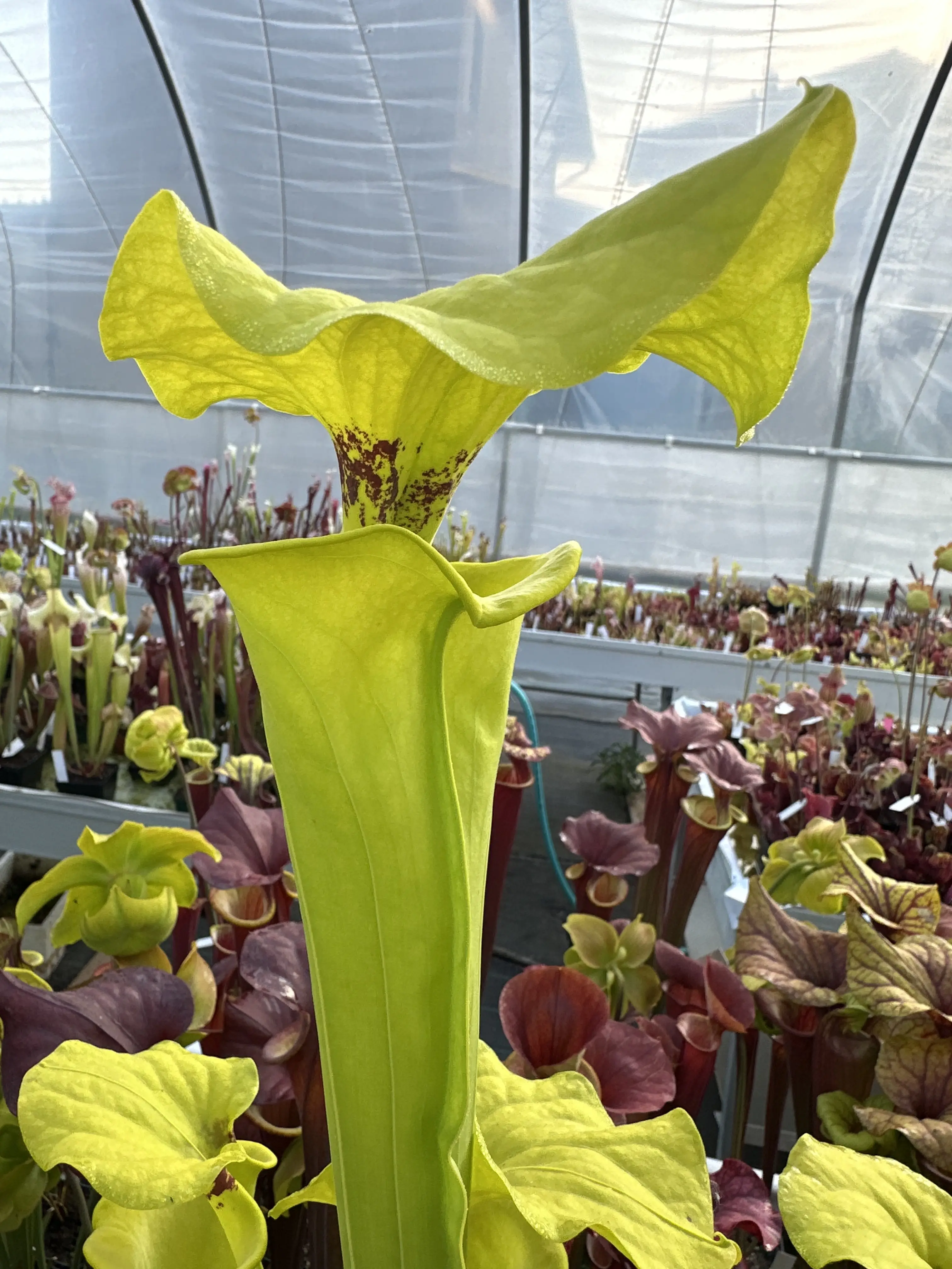 Sarracenia flava var. rugelii, giant lid
