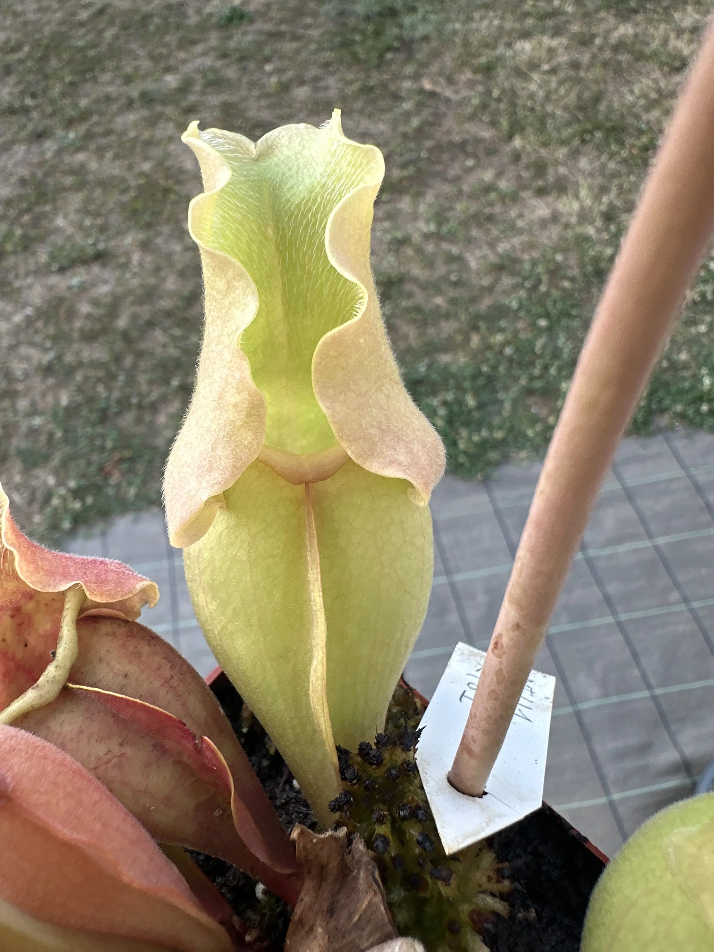 Sarracenia purpurea ssp. venosa var. burkii veinless form, clone 1