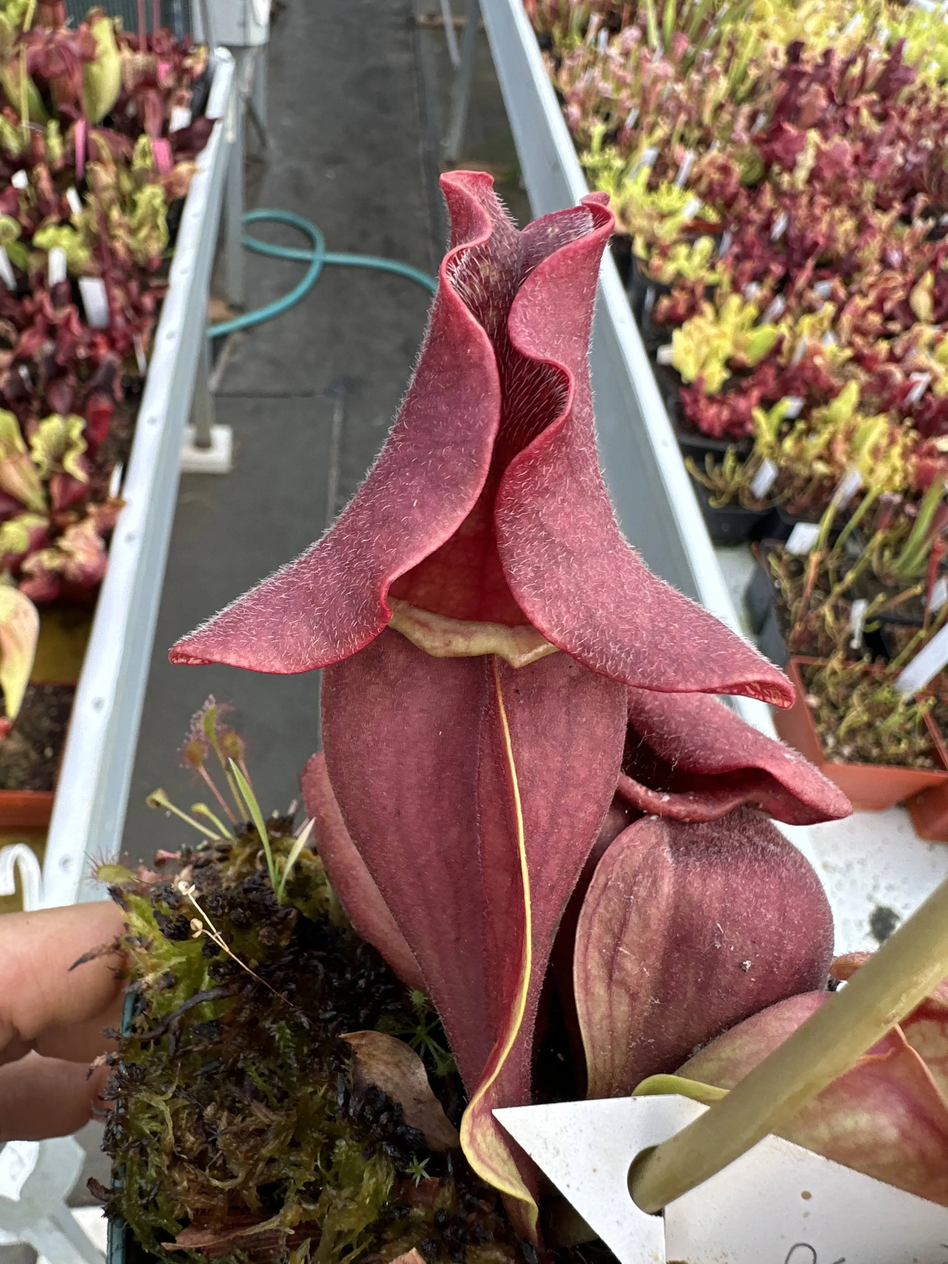 Sarracenia purpurea ssp. venosa, Cooks Bayou