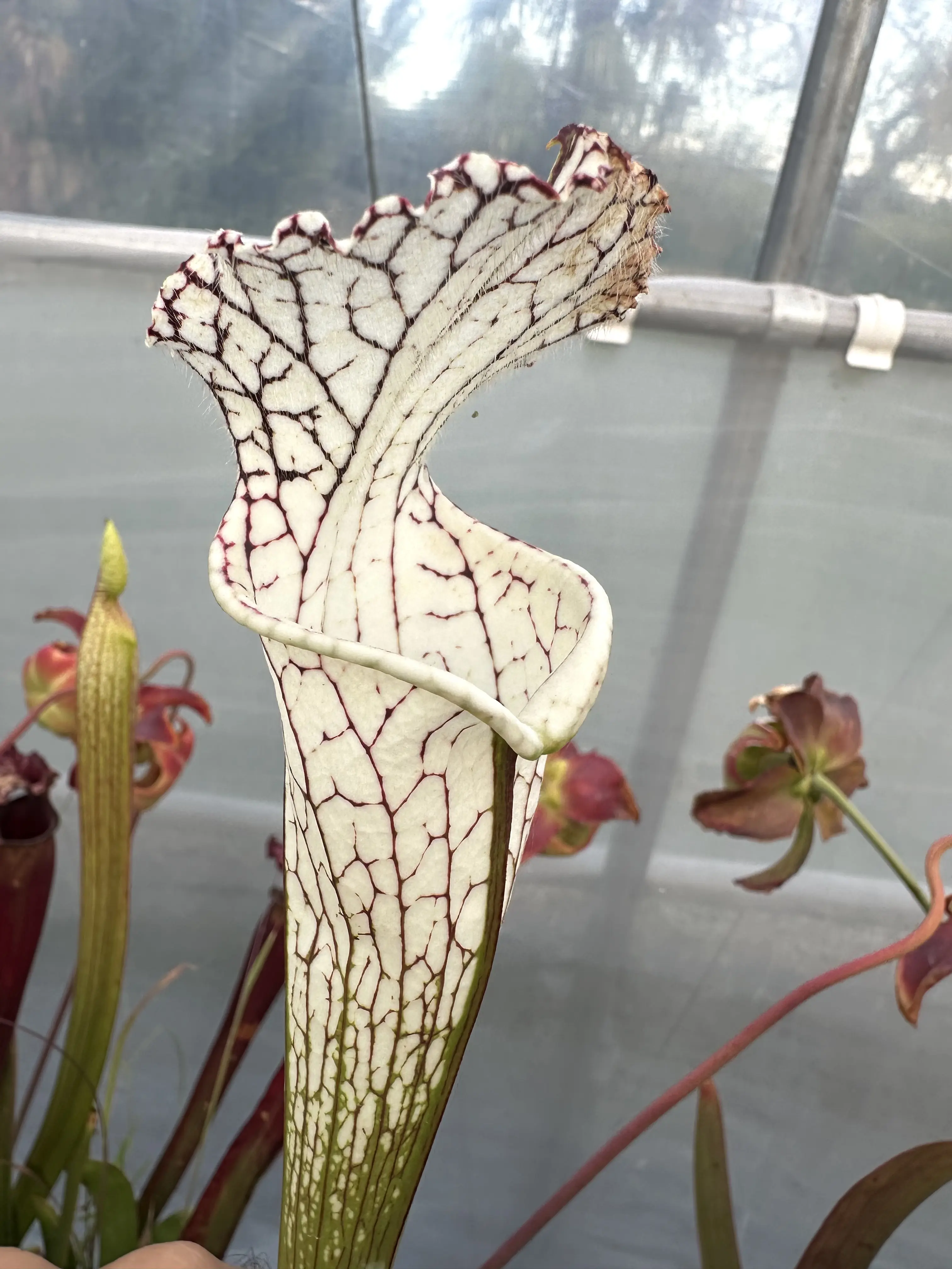 Sarracenia leucophylla "Lorenz Bütschi clone"