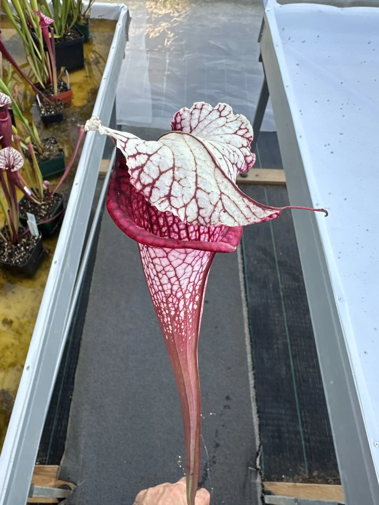 Sarracenia x "Majin Bu"