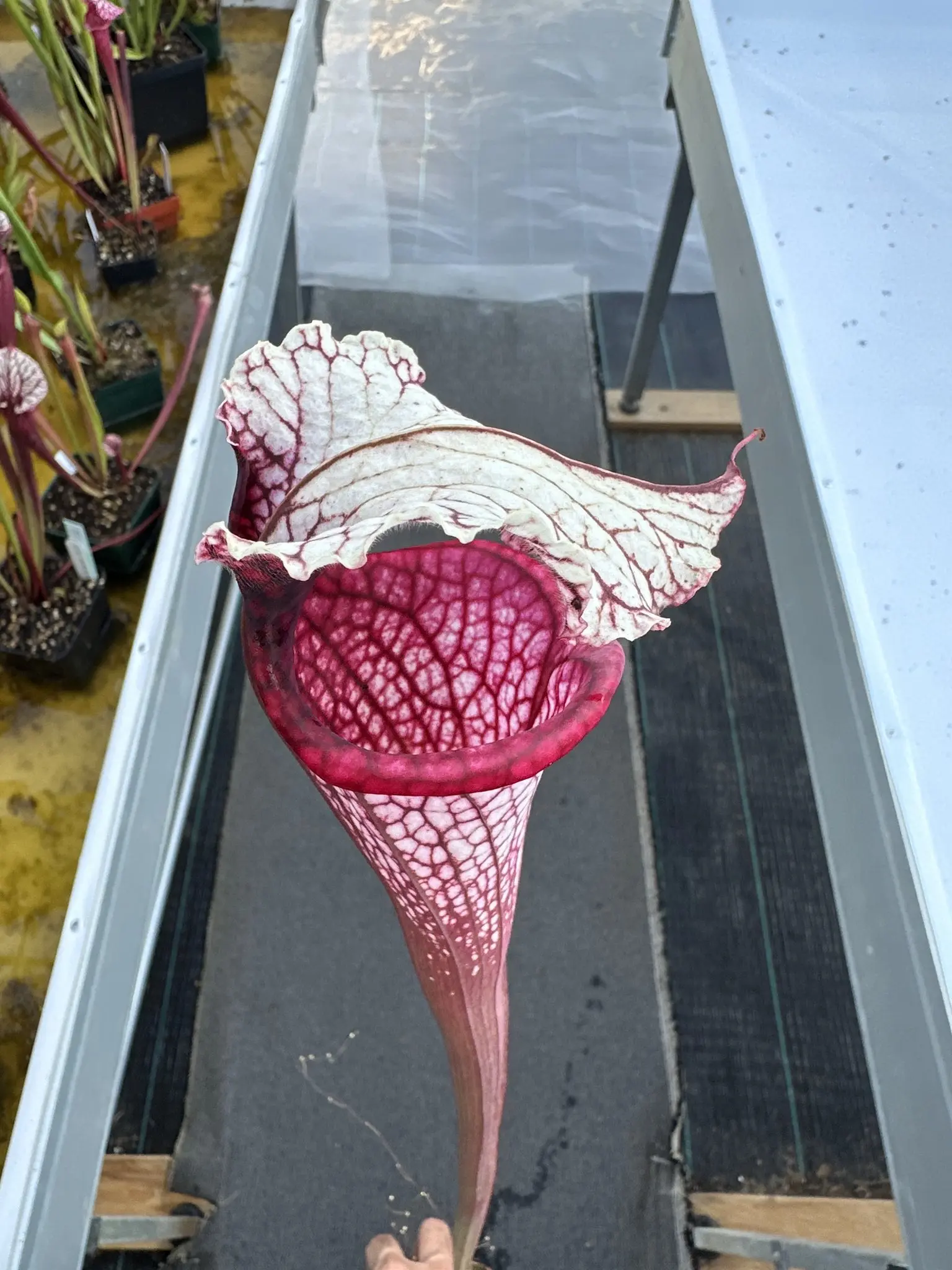 Sarracenia x "Majin Bu"