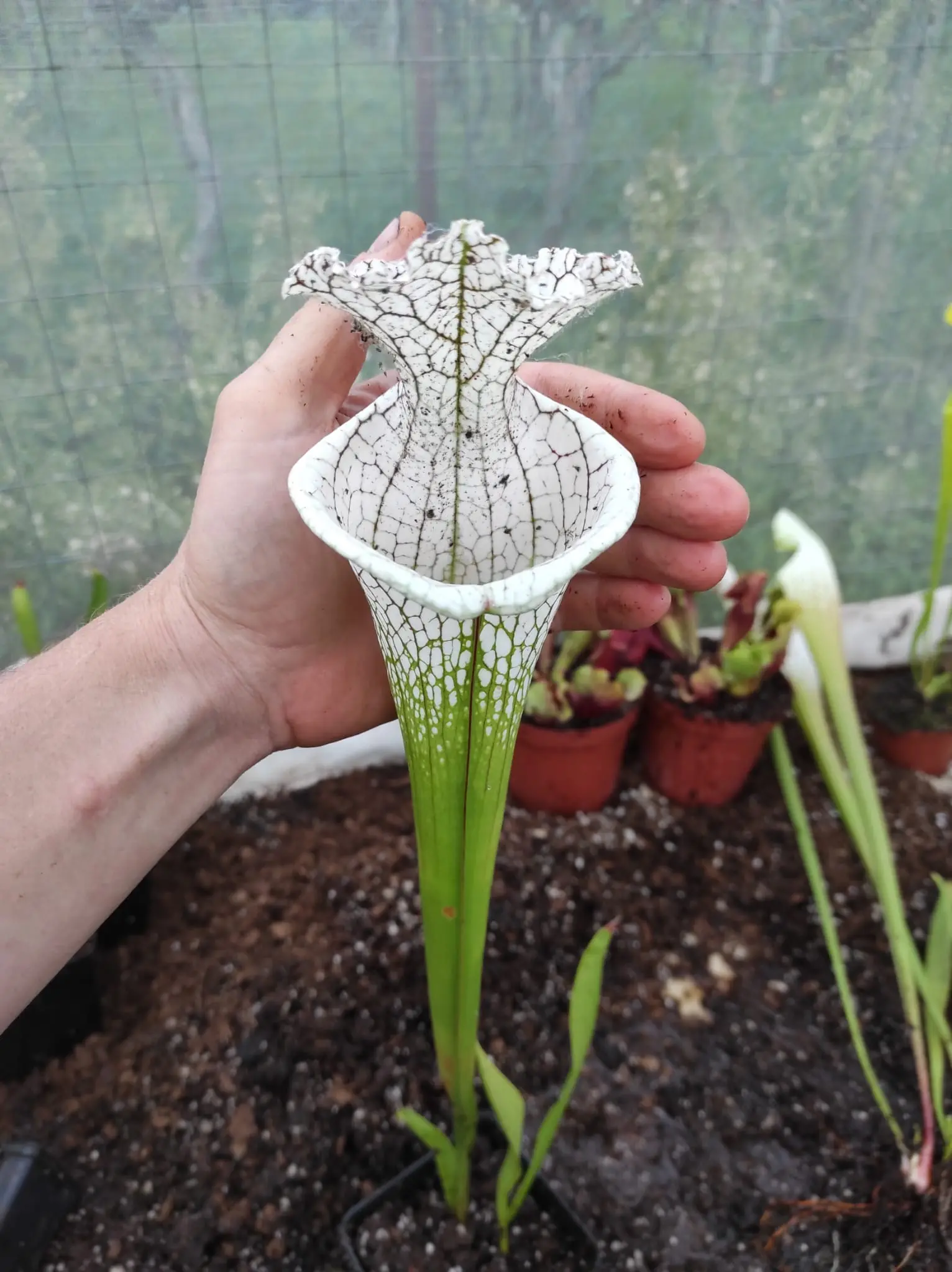 Sarracenia leucophylla "Sister of White beast" 