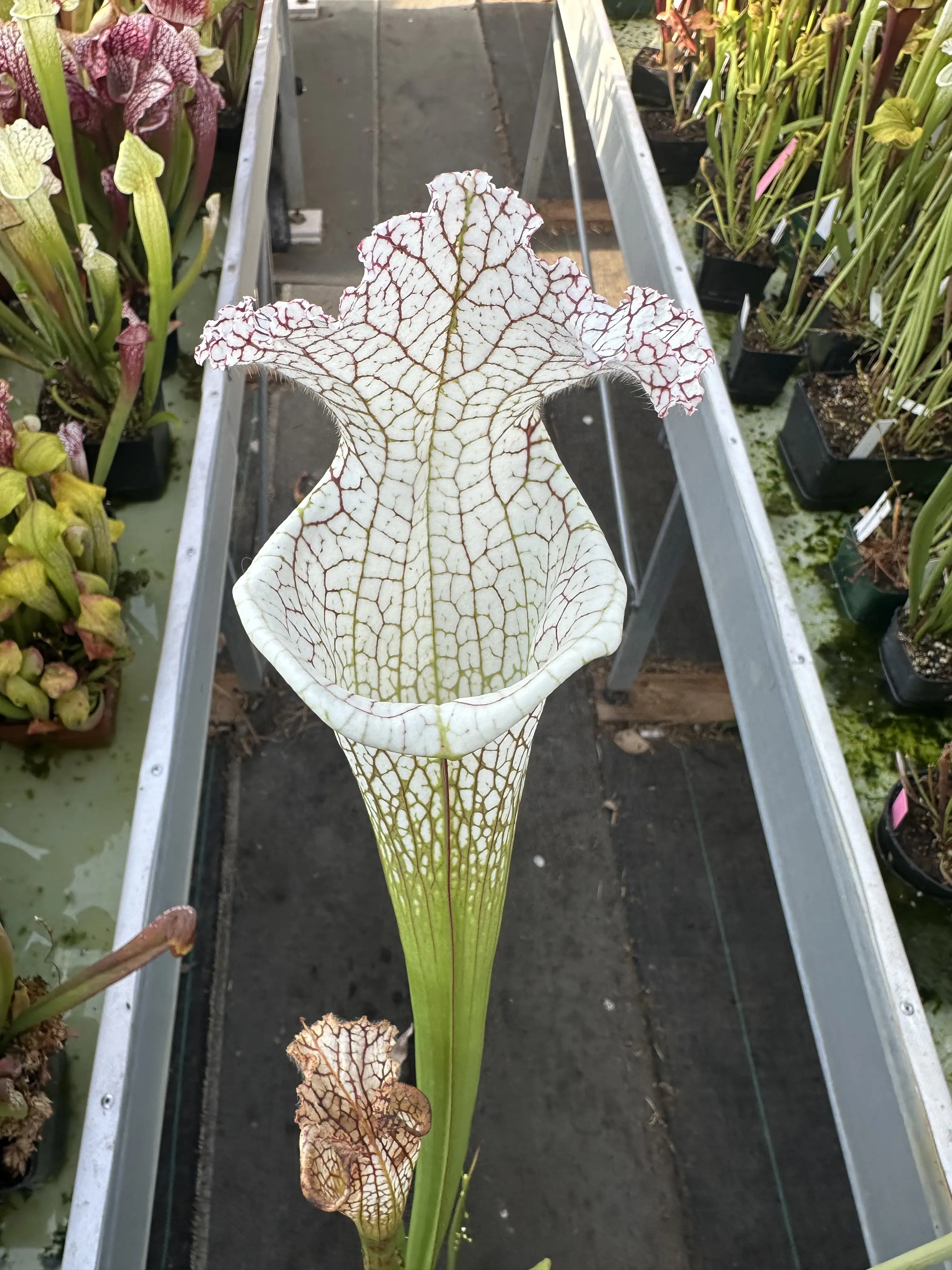 Sarracenia leucophylla "Sister of White beast" 