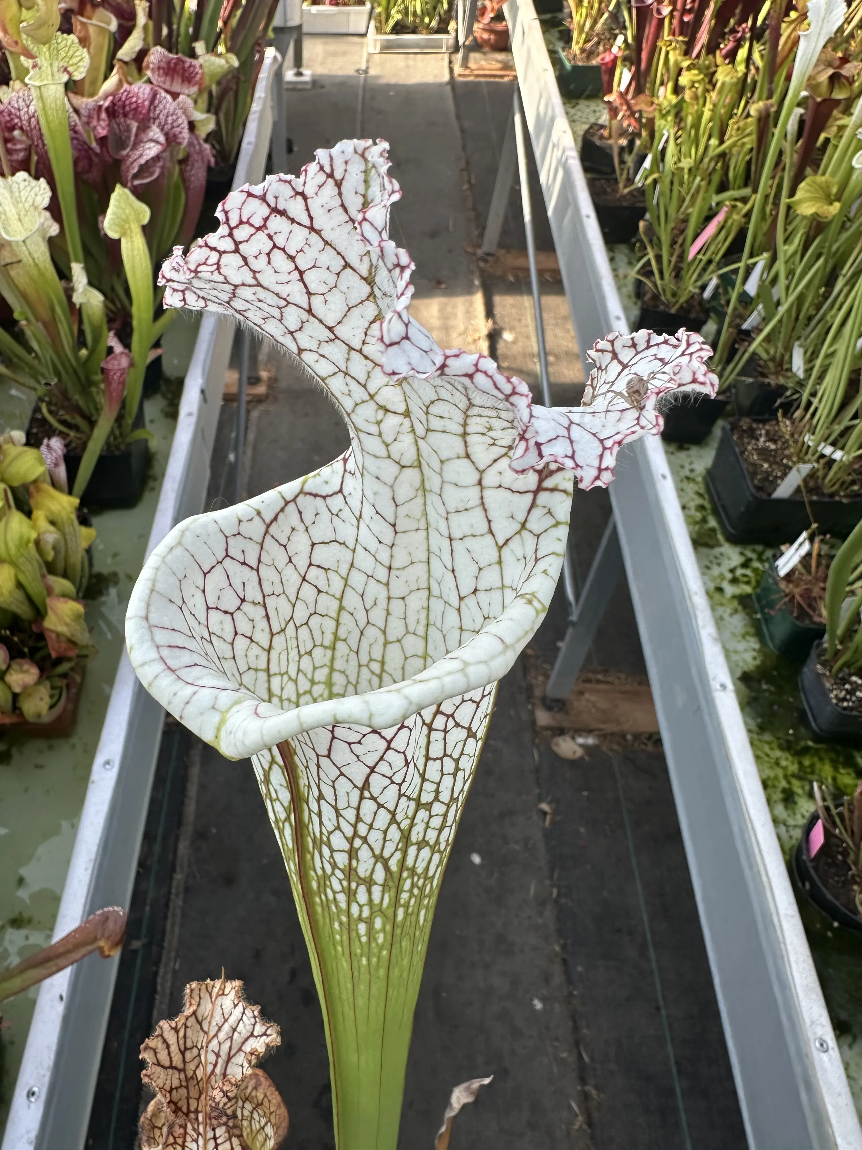 Sarracenia leucophylla "Sister of White beast" 