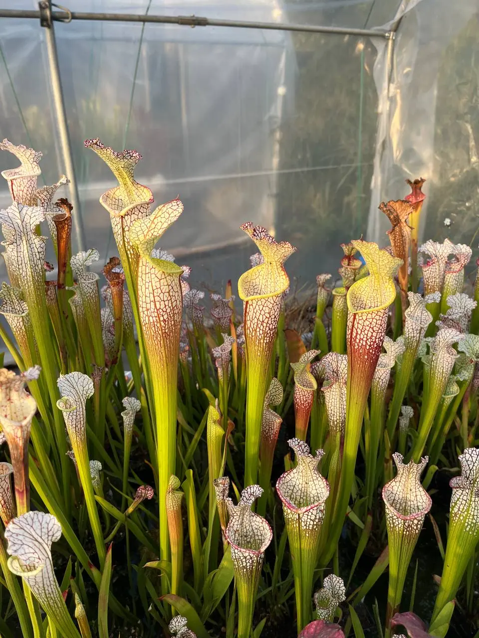 Sarracenia leucophylla, long neck, clone A