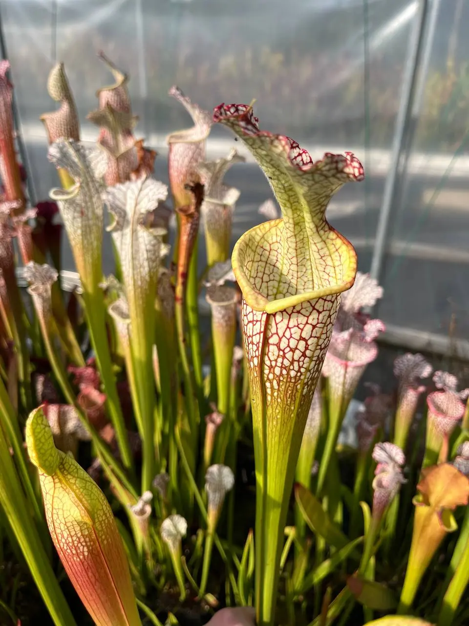 Sarracenia leucophylla, long neck, clone A
